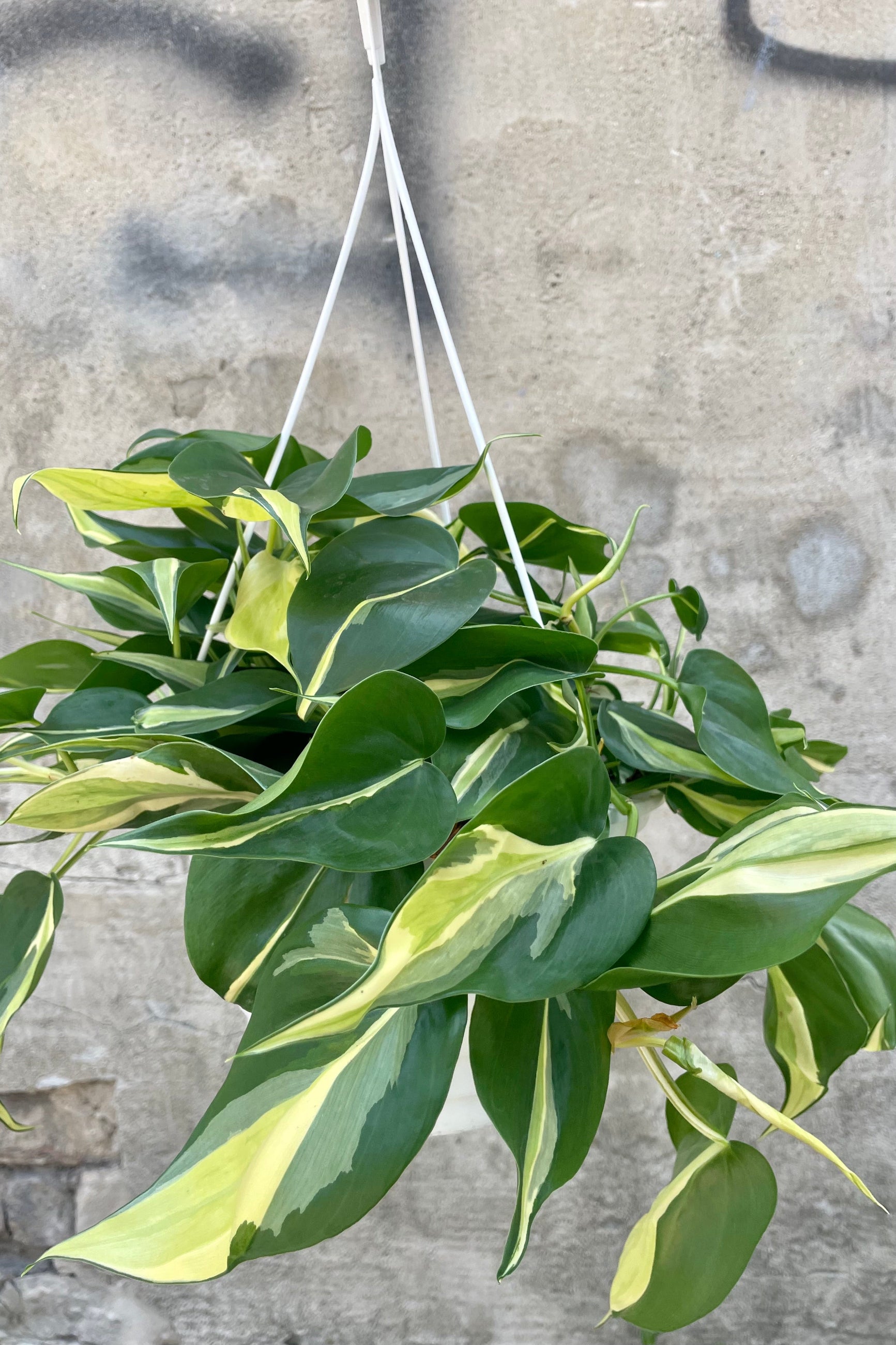 Photo of Philodendron cordatum 'Rio' in a nursery pot against a concrete wall showing specific leaf variegation. ©Sprout Home