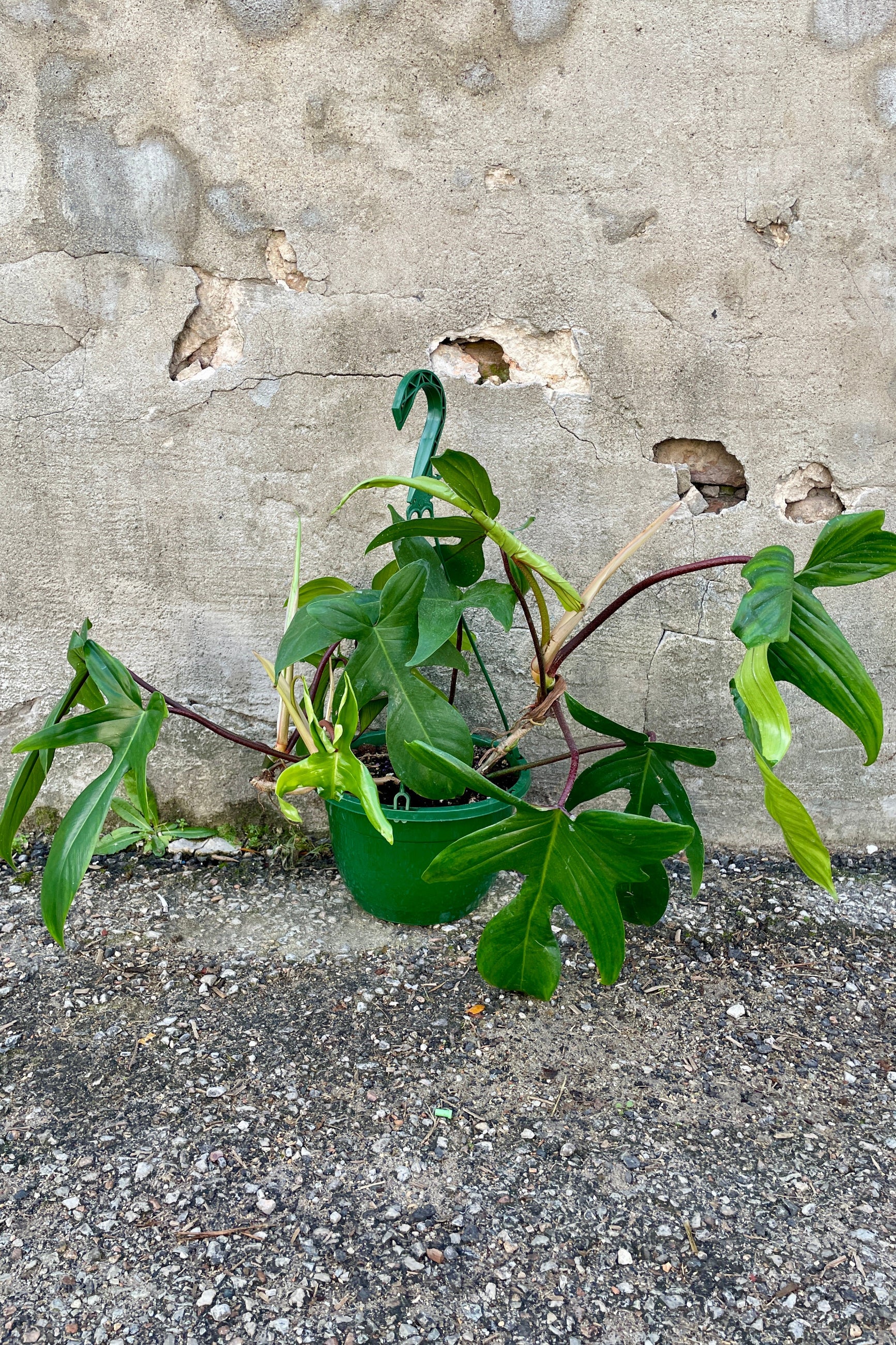 Philodendron 'Florida Green' in an 8" growers pot in front of a concrete wall. ©Sprout Home