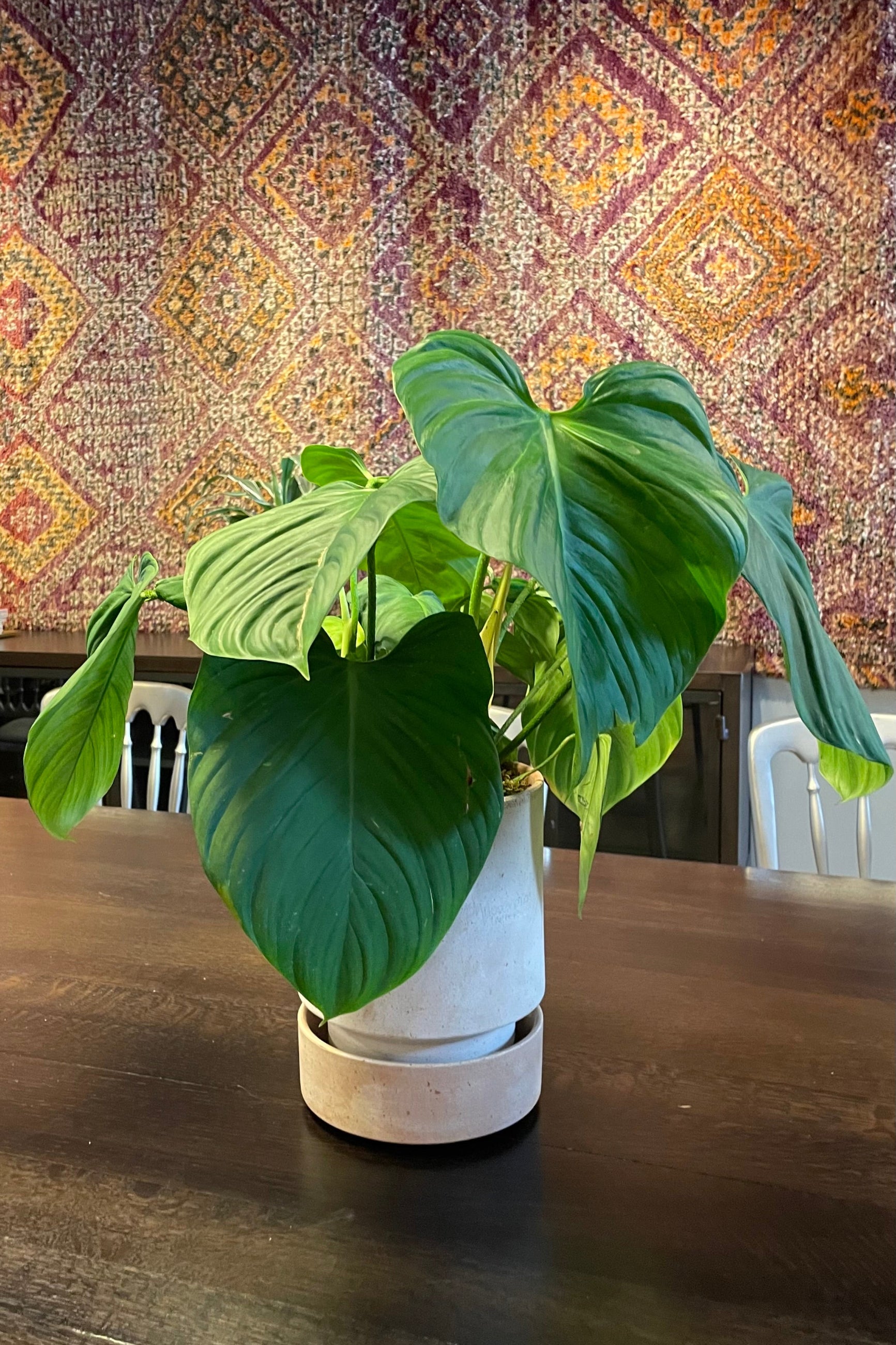 Philodendron 'Fuzzy Petiole' planted in a rosa Hoff Pot. ©Sprout Home