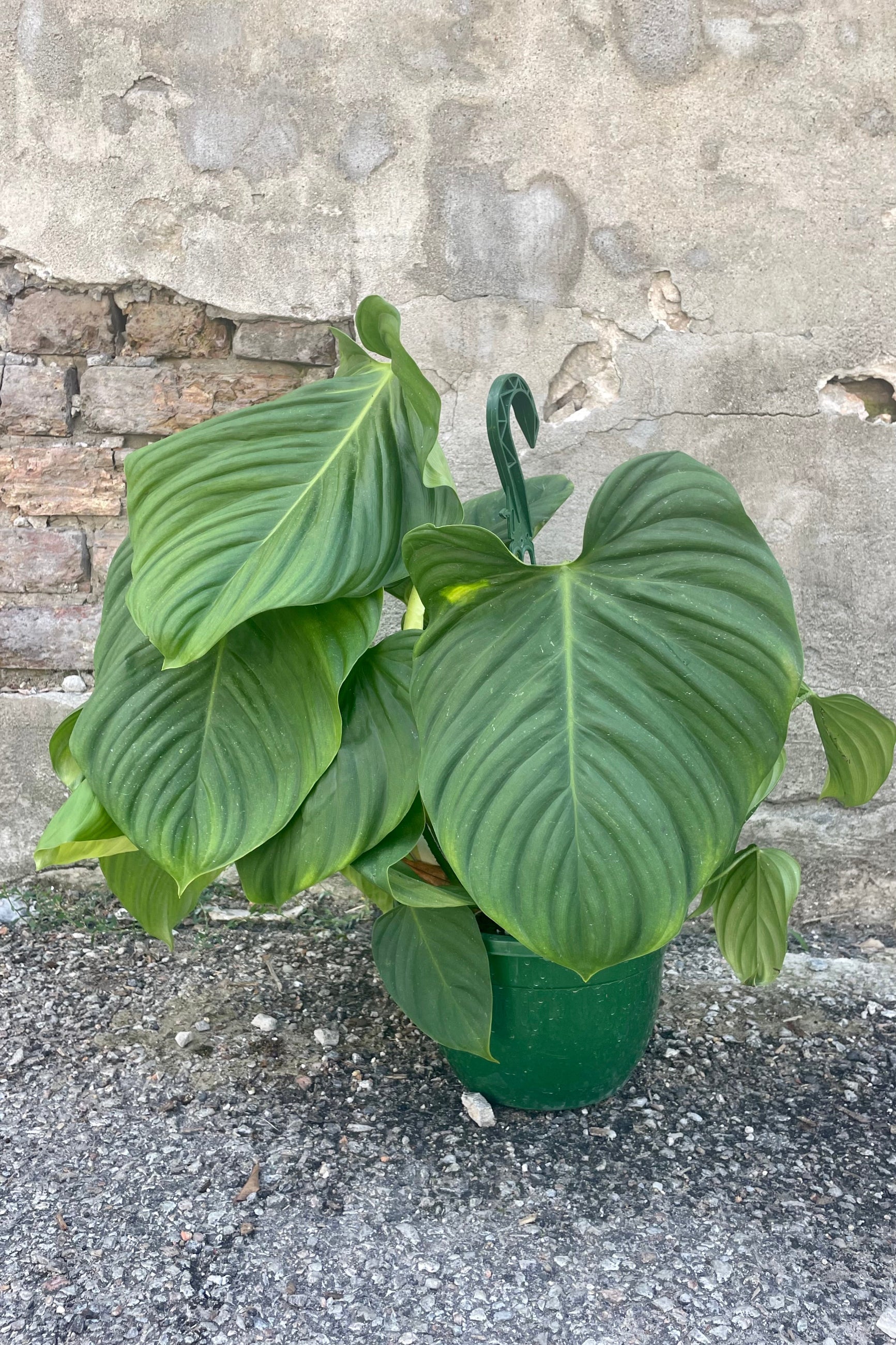 Photo of a Philodendron 'Fuizzy Petiole' in a green pot against a cement wall. ©Sprout Home