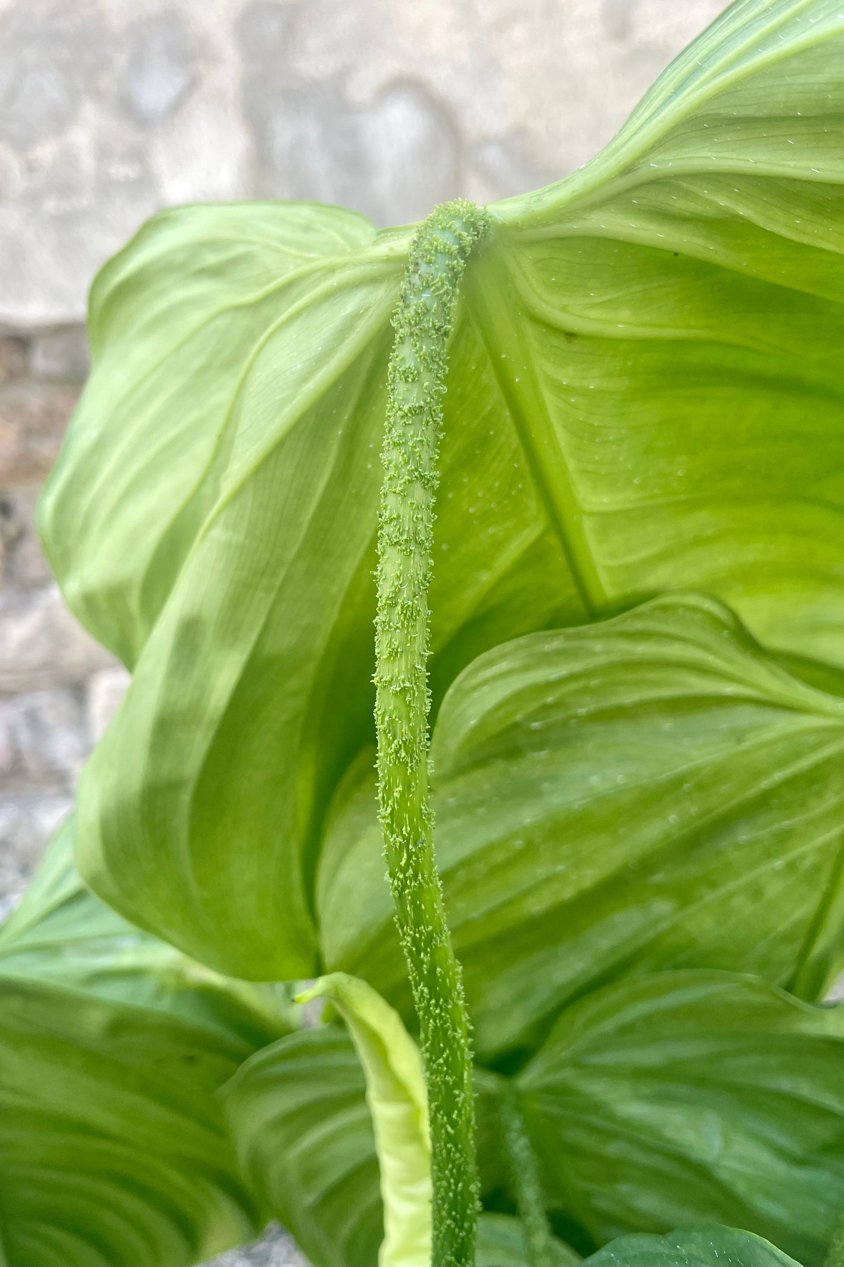 Photo of the petiole and leaf of Philodendron 'Fuzzy Petiole' against a cement wall. ©Sprout Home