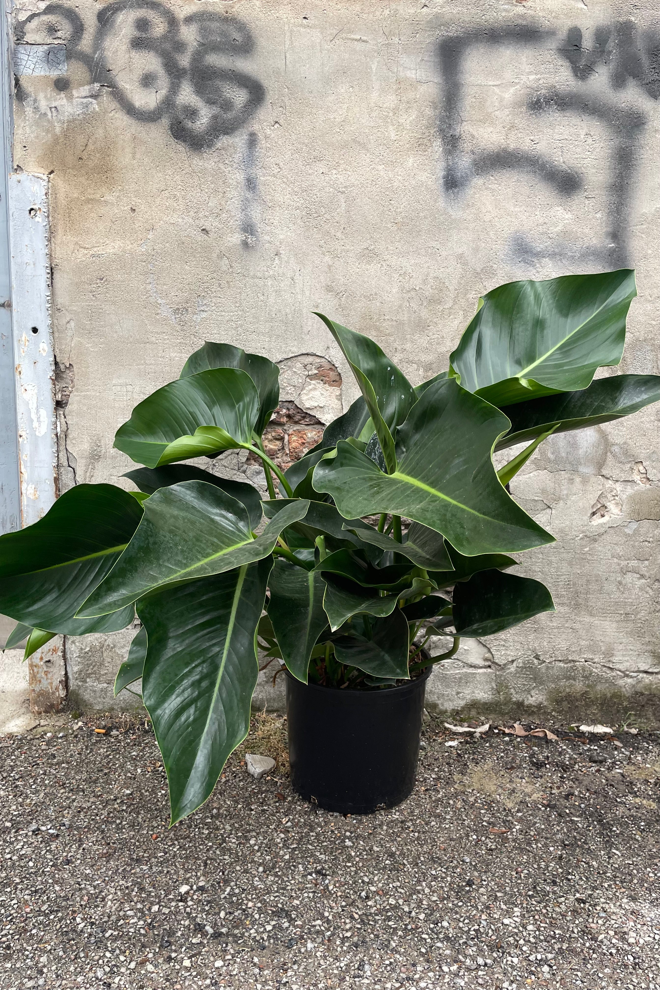 Philodendron 'Green Congo' in a 12" growers pot against a concrete wall showing off its thick green leaves.