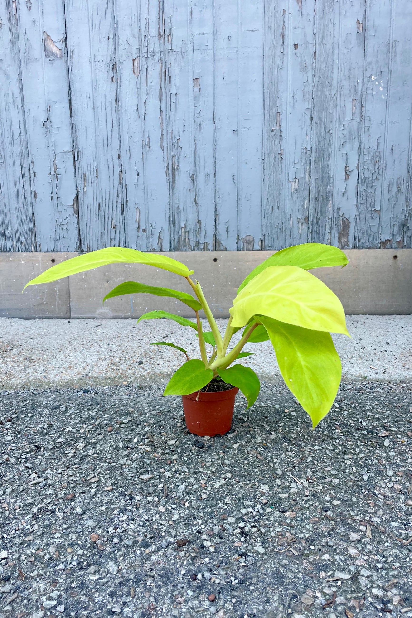 Photo of Philodendron 'Golden Goddess' in an orange pot sitting on a concrete surface. The plant has wide, bright yellow-green leaves on a long petioles. The plant is photographed against a gray wall. ©Sprout Home