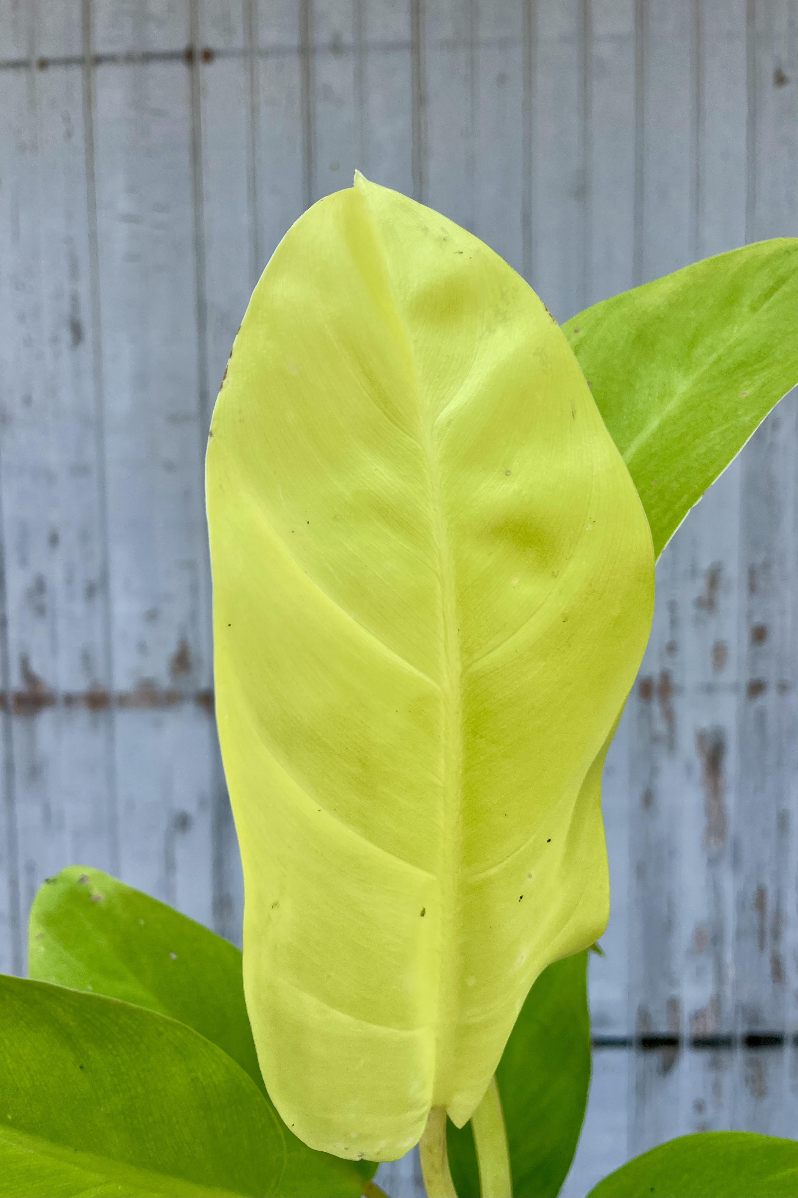 A close photo of the broad leaf of Philodendron 'Golden Goddess.' The leaf is vibrant yellow-green and shown against a gray wall.