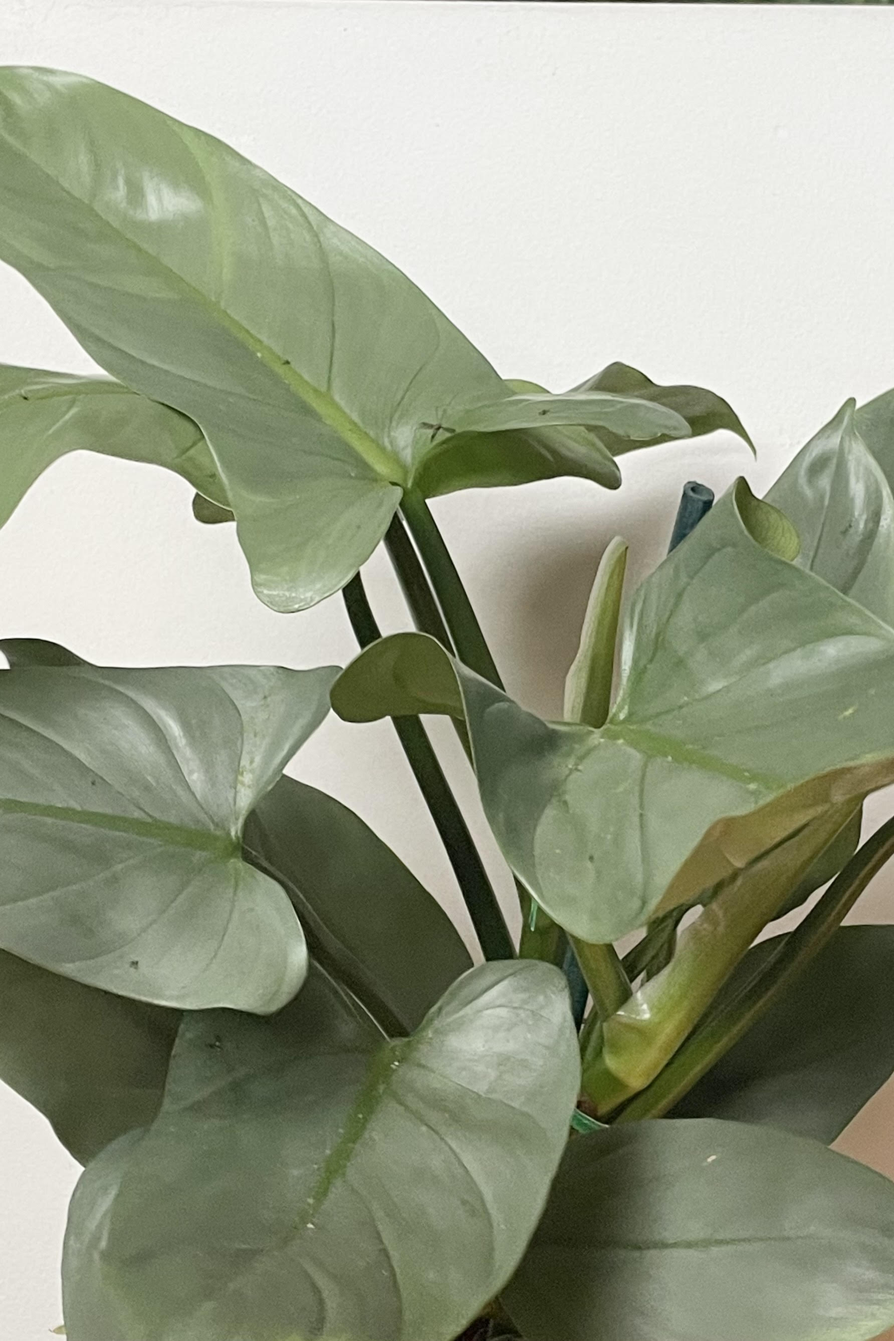 Photo of gray/silver/green leaves of Philodendron hastatum against a white wall. ©Sprout Home
