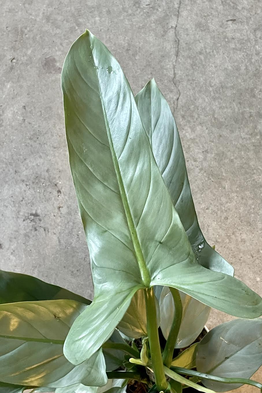 Photo of gray/silver/green leaves of Philodendron hastatum against a cement wall ©Sprout Home