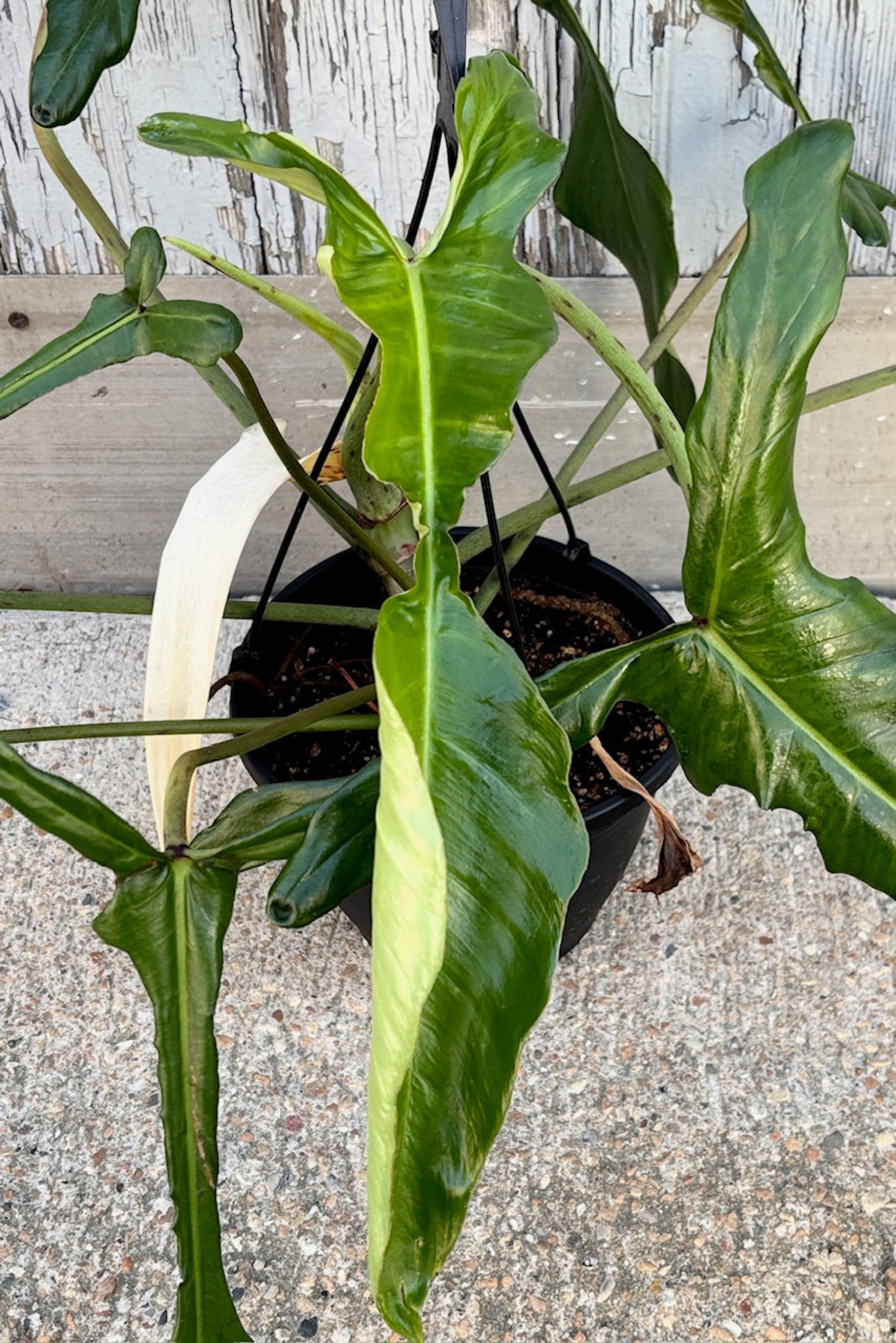 Close up of Philodendron joepii hanging basket against grey wall ©Sprout Home