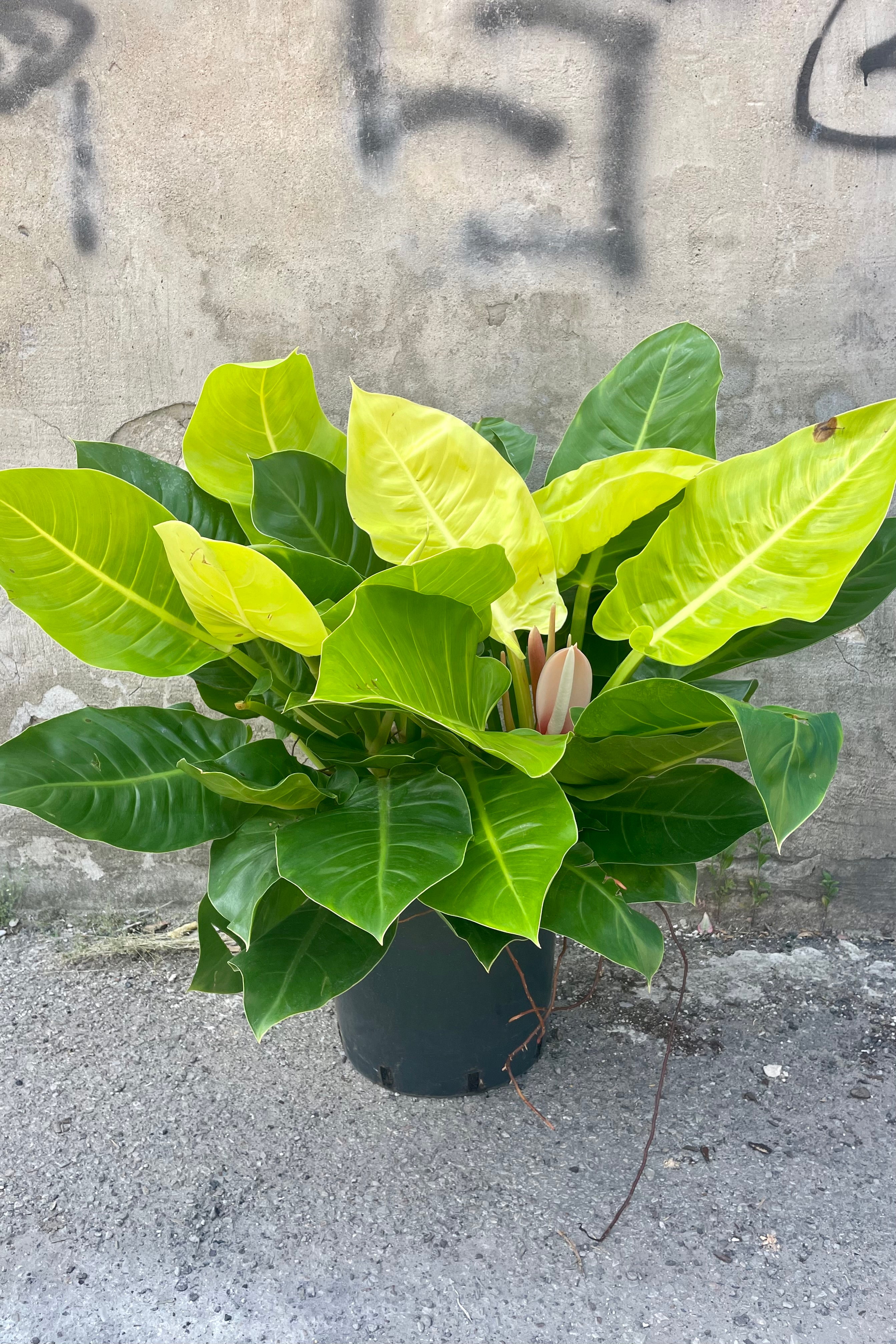 Photo of Philodendron 'Moonlight' Green and bright green wide leaves against a gray concrete wall.
