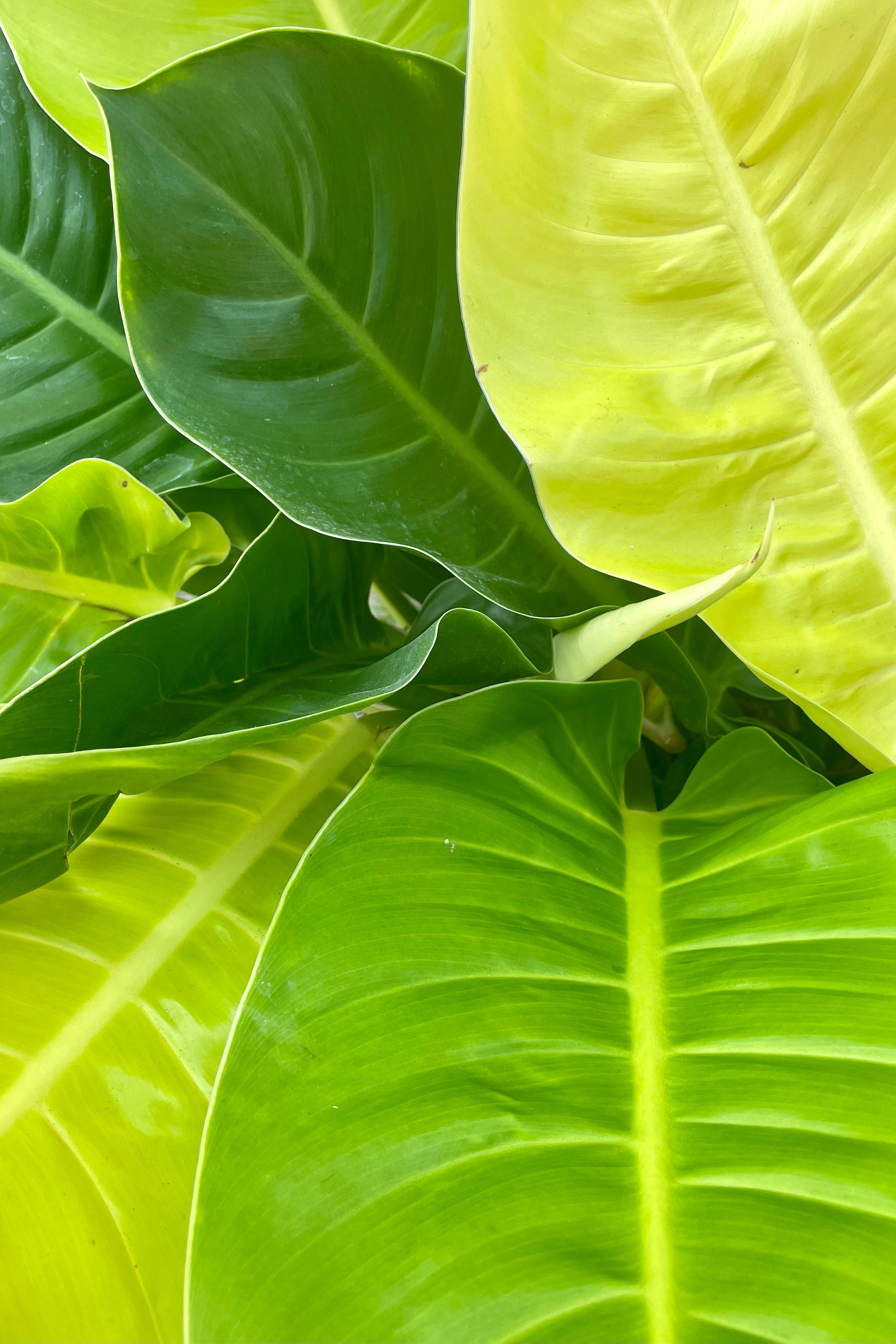 Close photo of bright green wide leaves of Philodendron 'Moonlight'