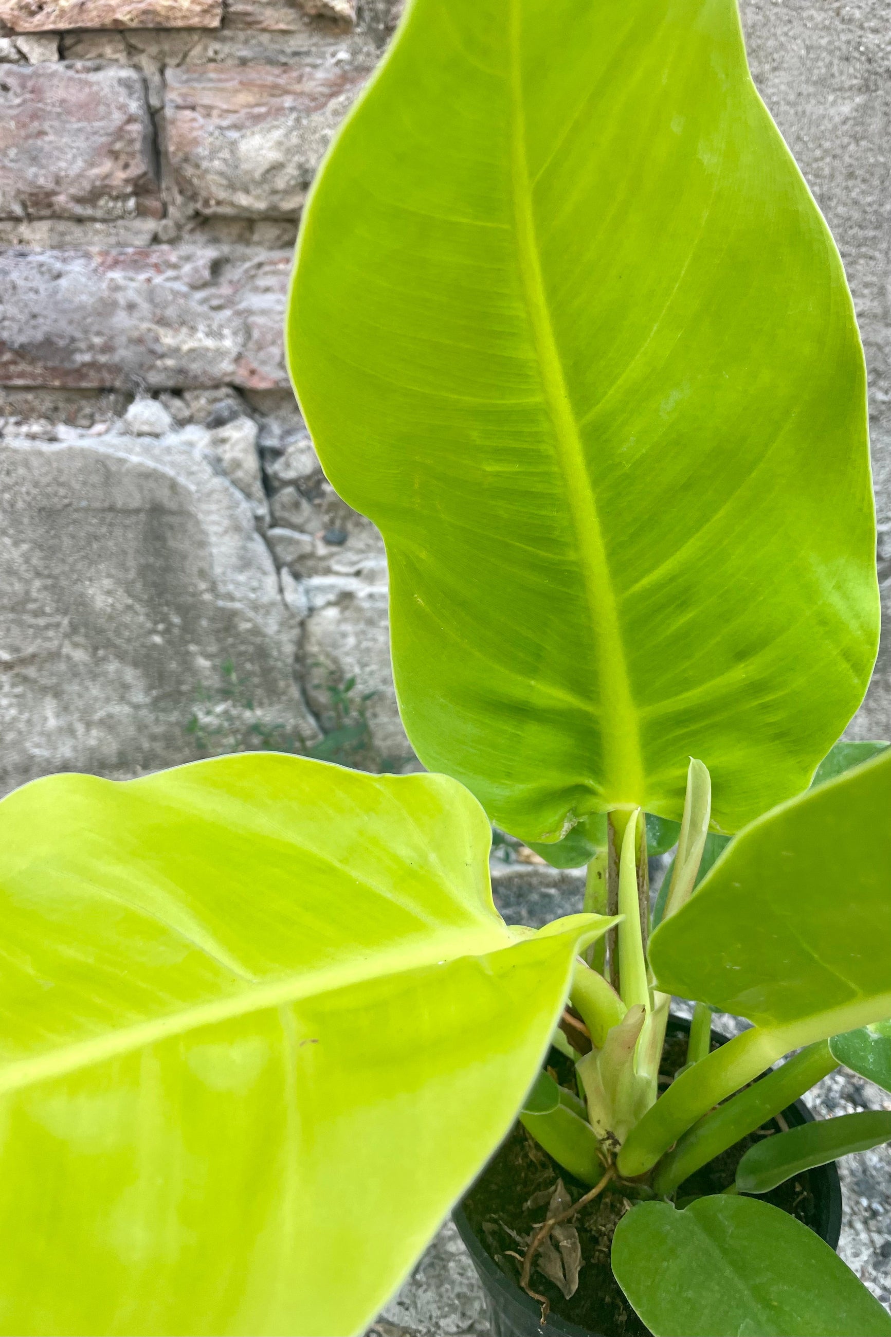 Close detail photo of broad, bright green leaves of Philodendron 'Moonlight' plant against a cement wall. ©Sprout Home