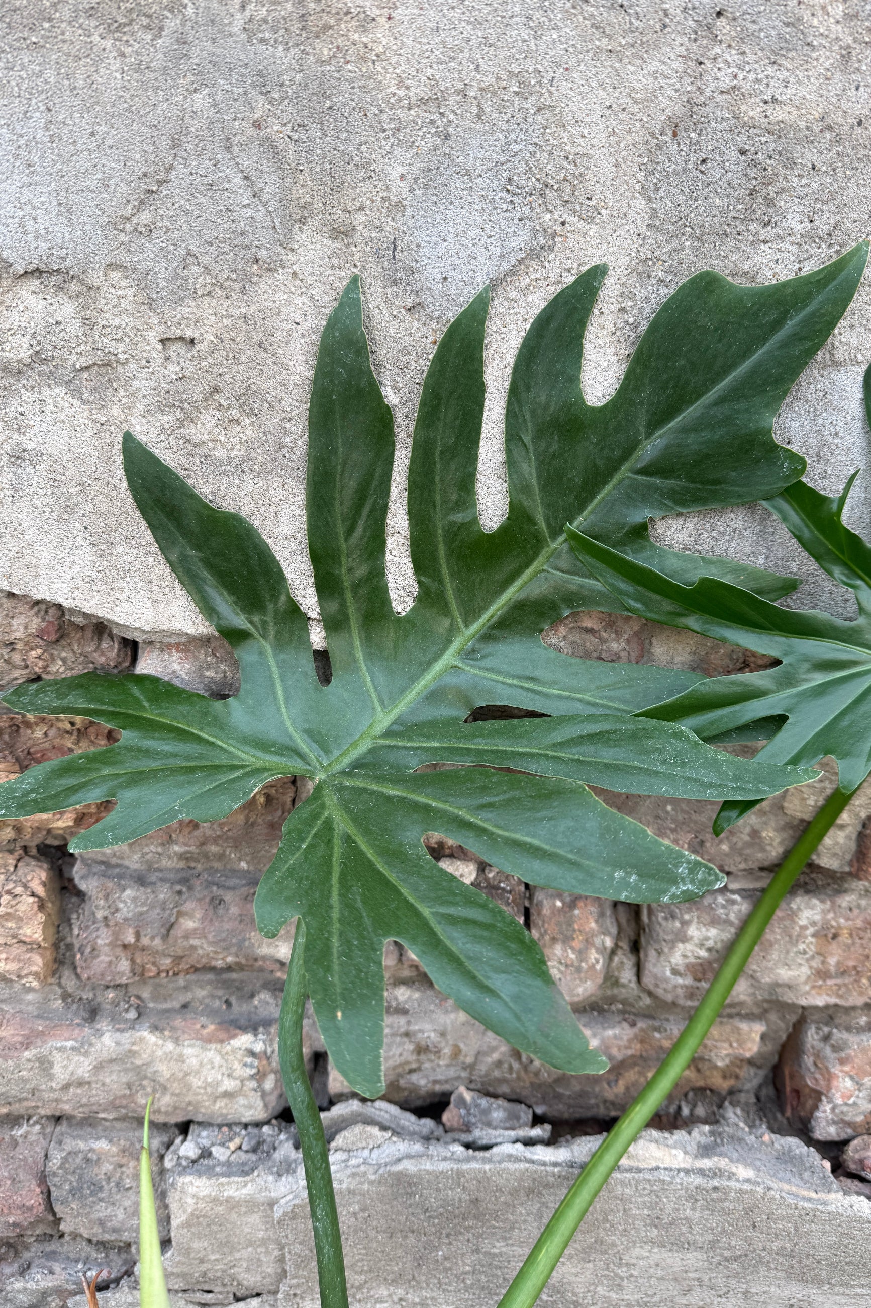 Green leafy Philodendron mayoi plant Leaf against a stone wall background ©Sprout Home