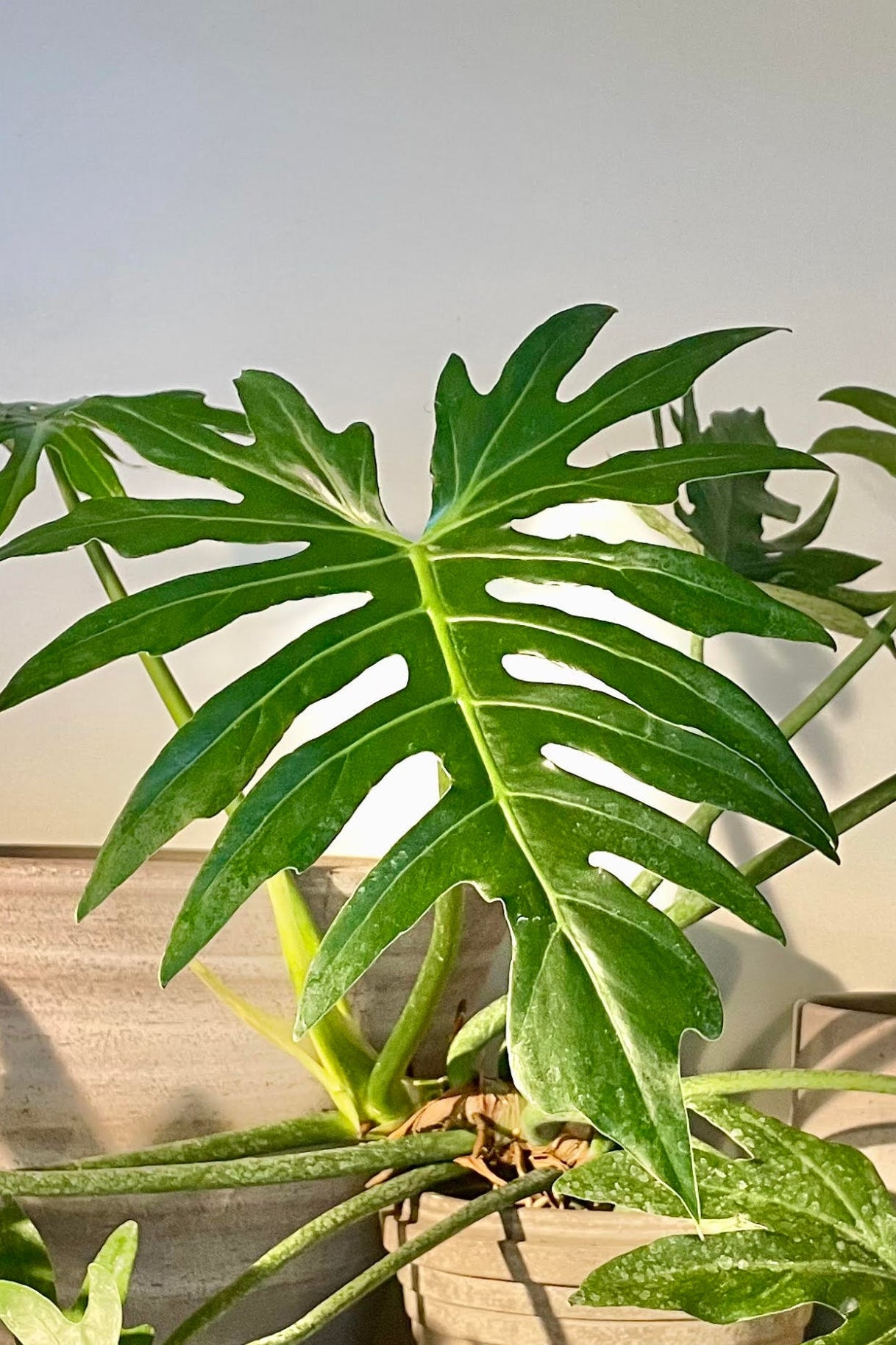 A broad deeply lobed green leaf with clay pottery ©Sprout Home