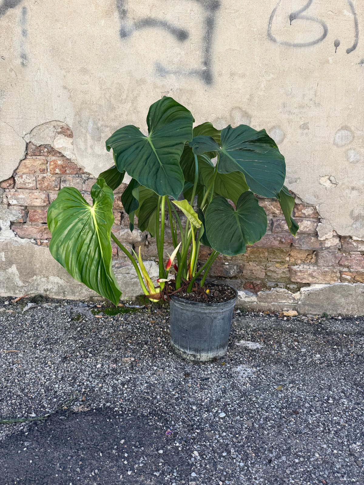 Philodendron peltatum 10" with large heart-shaped leaves standing on a gravel surface against a weathered brick and concrete wall. ©Sprout Home