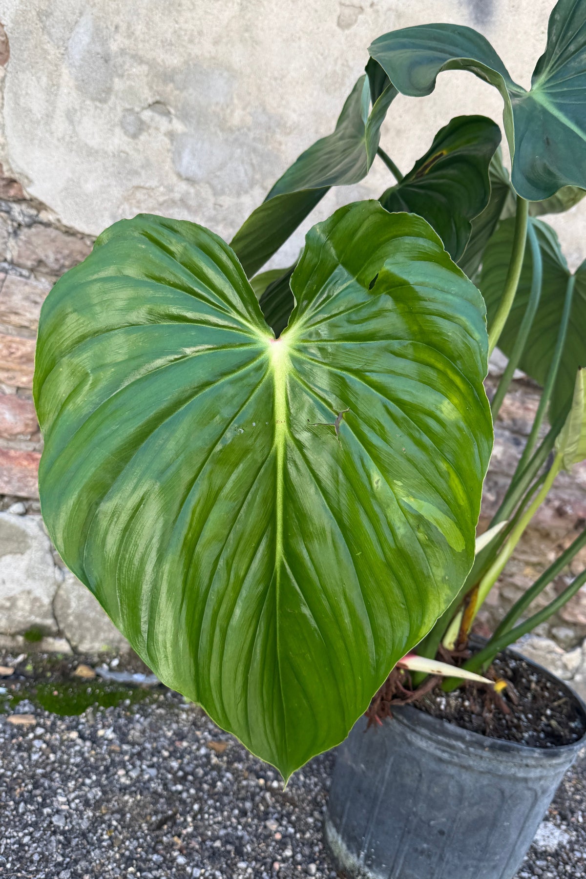 Philodendron peltatum leaves up close ©Sprout Home