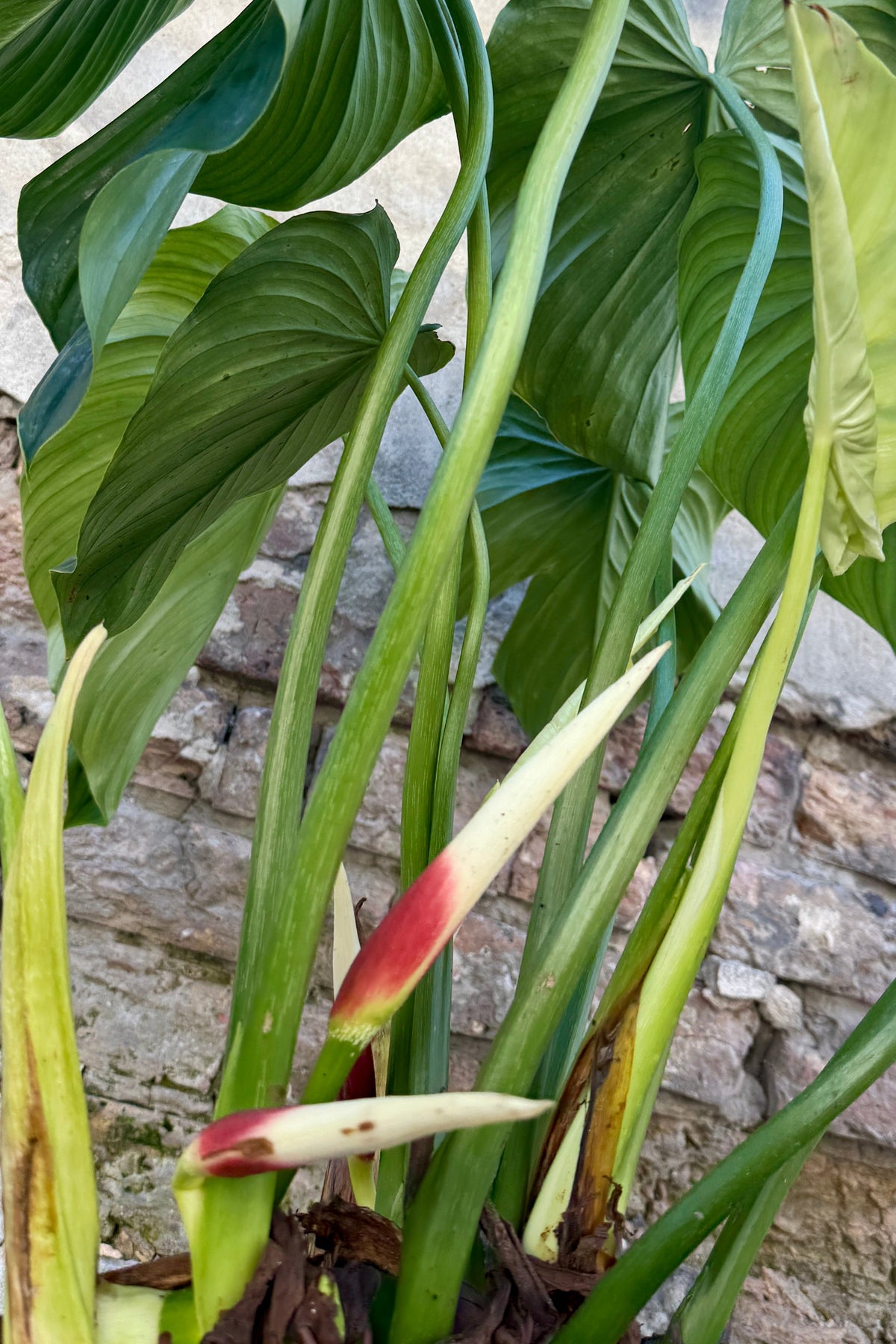 Philodendron peltatum flower buds at the base of the plant ©Sprout Home