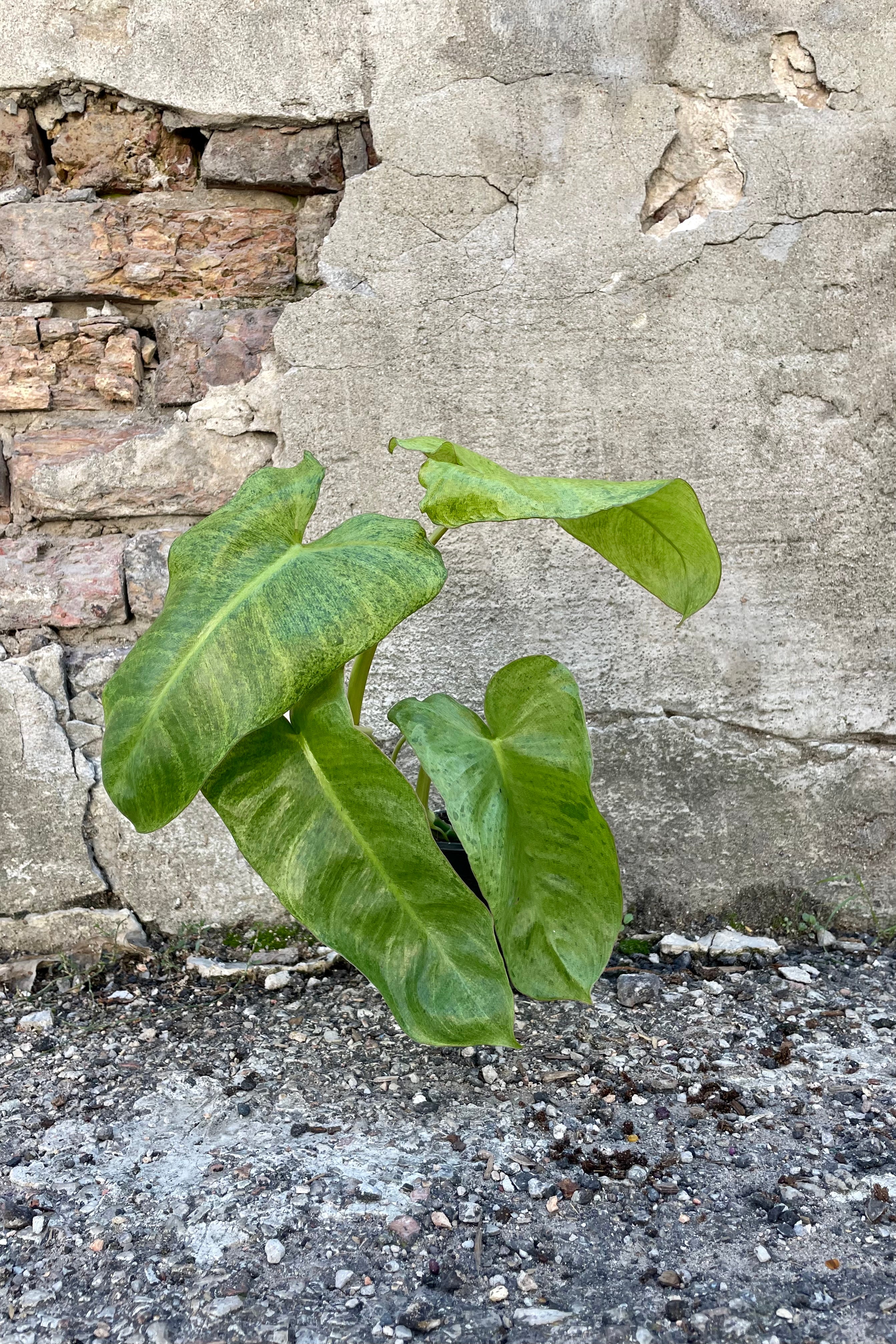Photo of the vining Philodendron 'Paraiso Verde' against a cement wall.