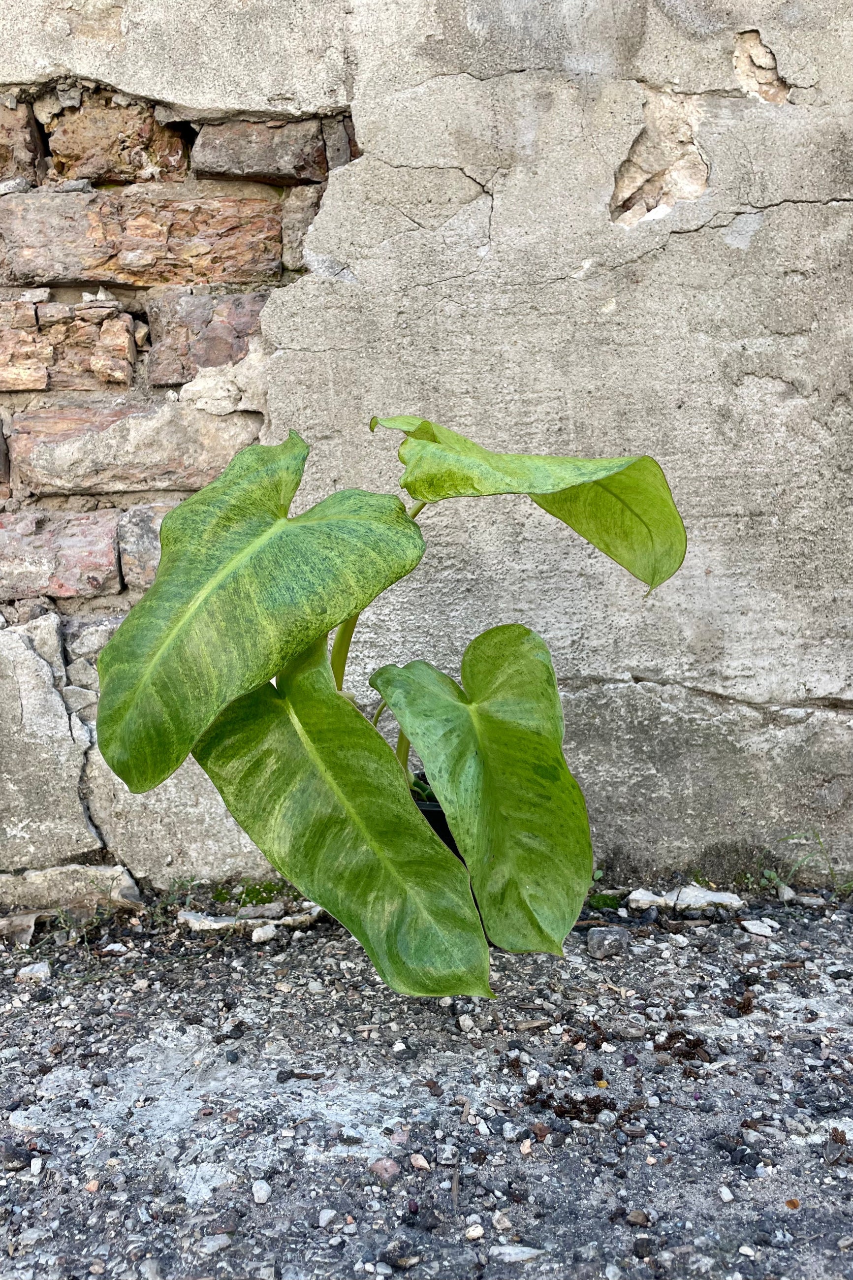 Photo of the vining Philodendron 'Paraiso Verde' against a cement wall. ©Sprout Home