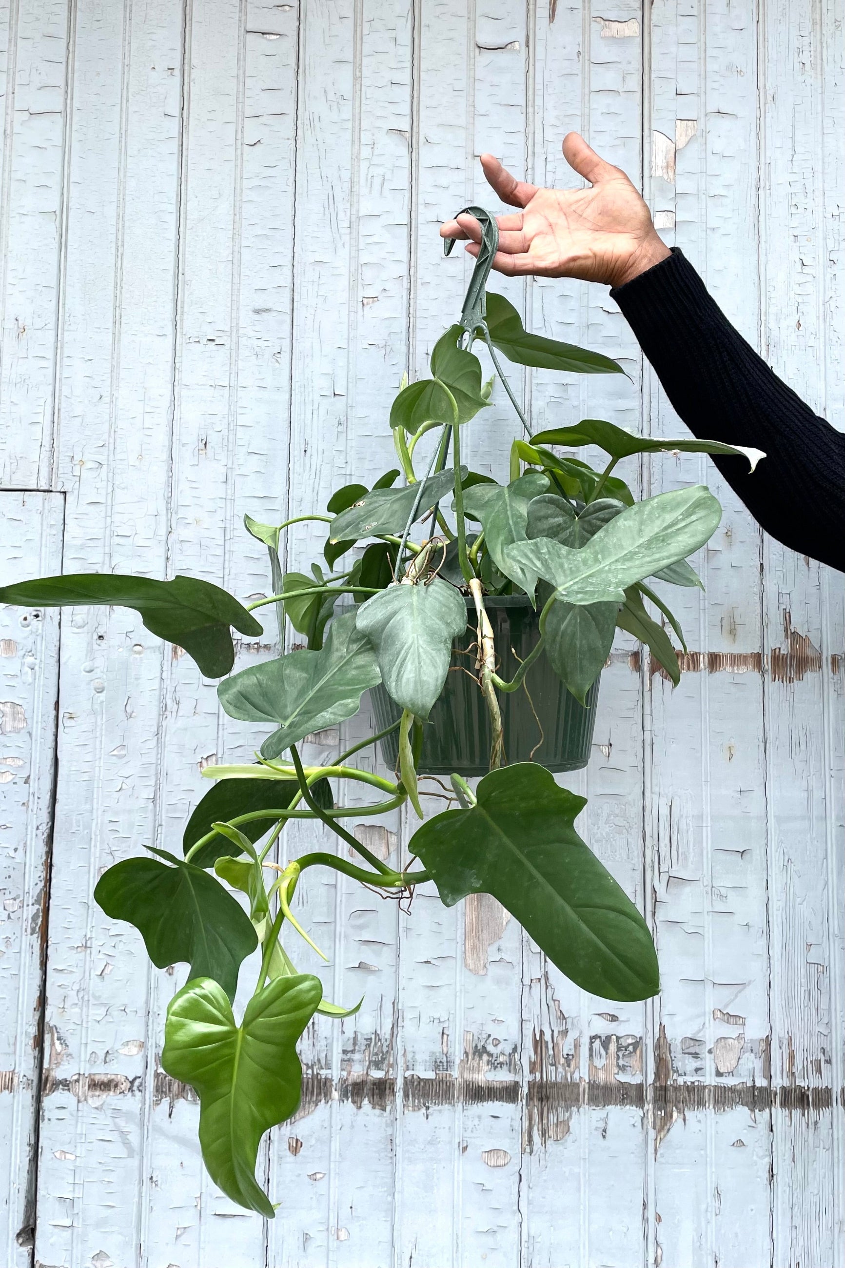 A hand holds the hanging Philodendron panduriforme 'Panda' 10" in grow pot against wooden backdrop ©Sprout Home