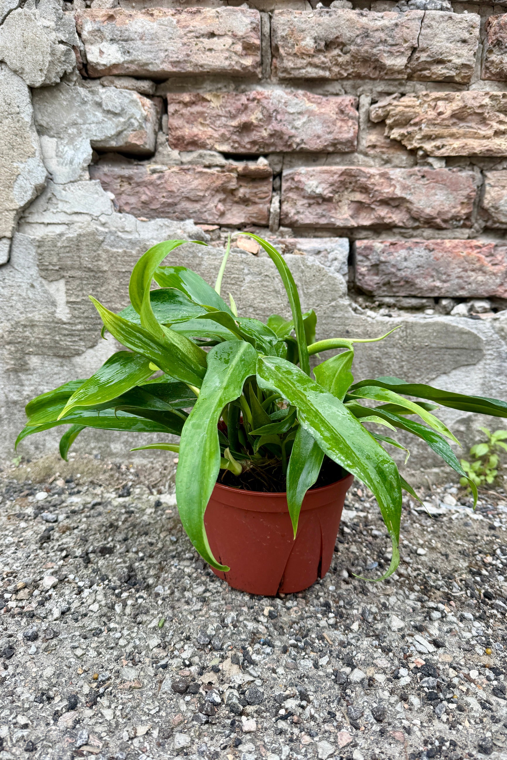 Philodendron panduriforme 'Panda' 6" on a concrete surface with a brick wall background ©Sprout Home