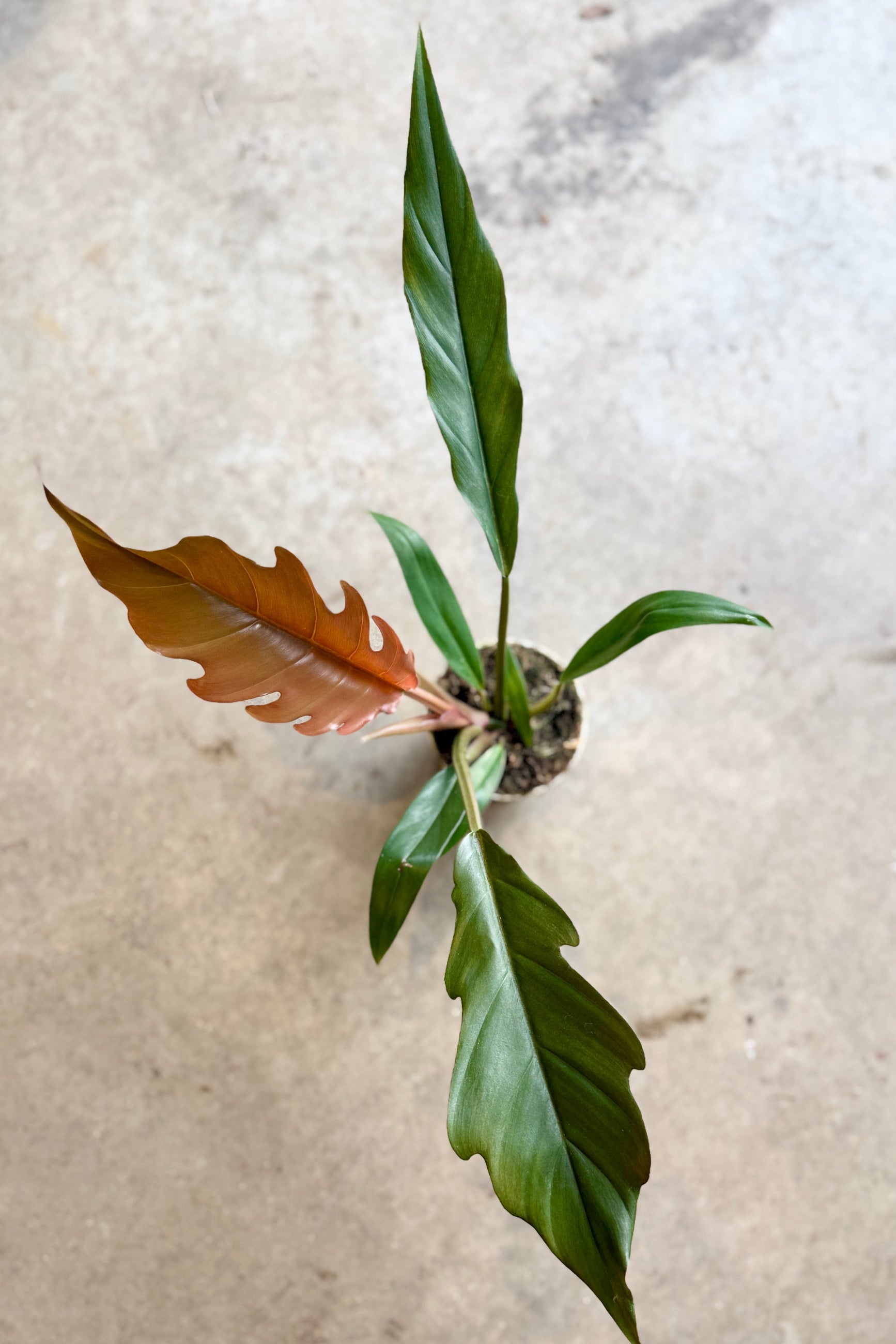 Philodendron 'Pluto' 4" copper and Green leaves on a textured beige surface ©Sprout Home