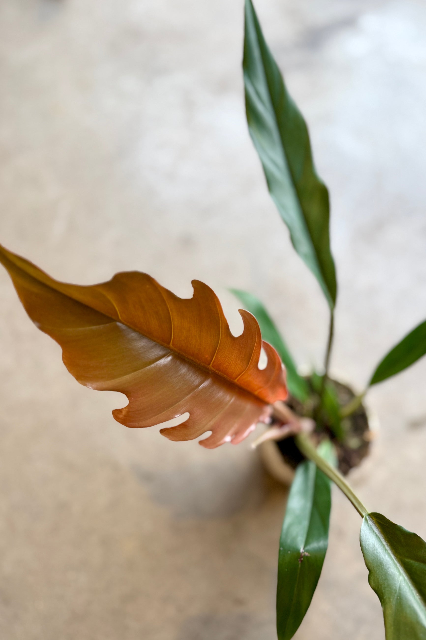 Close-up of a Philodendron 'Pluto' 4" plant with a focus on a brown leaf against a blurred background ©Sprout Home