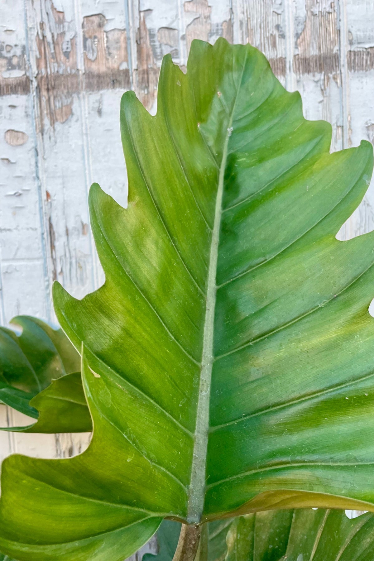 Close photo of a broad green leaf in front of a wooden wall ©Sprout Home