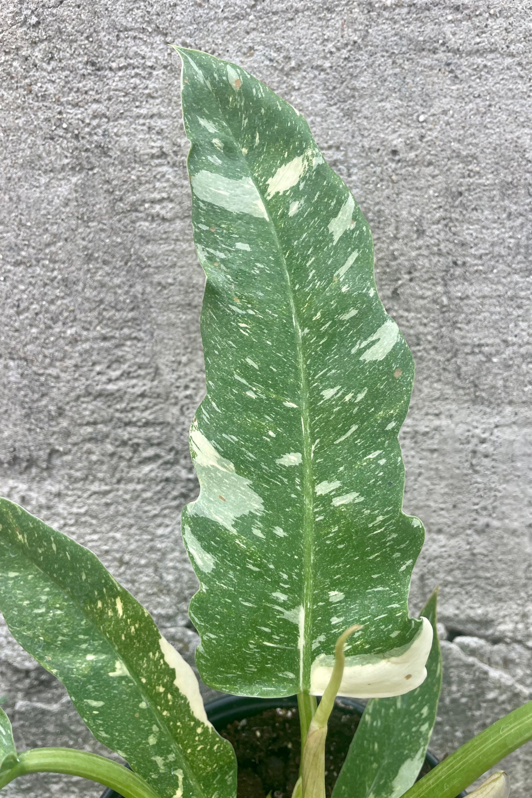 Photo of the mottled and variegated leaf of Philodendron 'Ring of Fire' against a cement wall. ©Sprout Home
