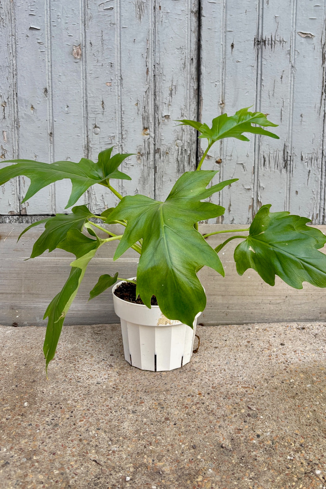 Philodendron warscewiczii in a 6" plastic pot against a grey wall ©Sprout Home