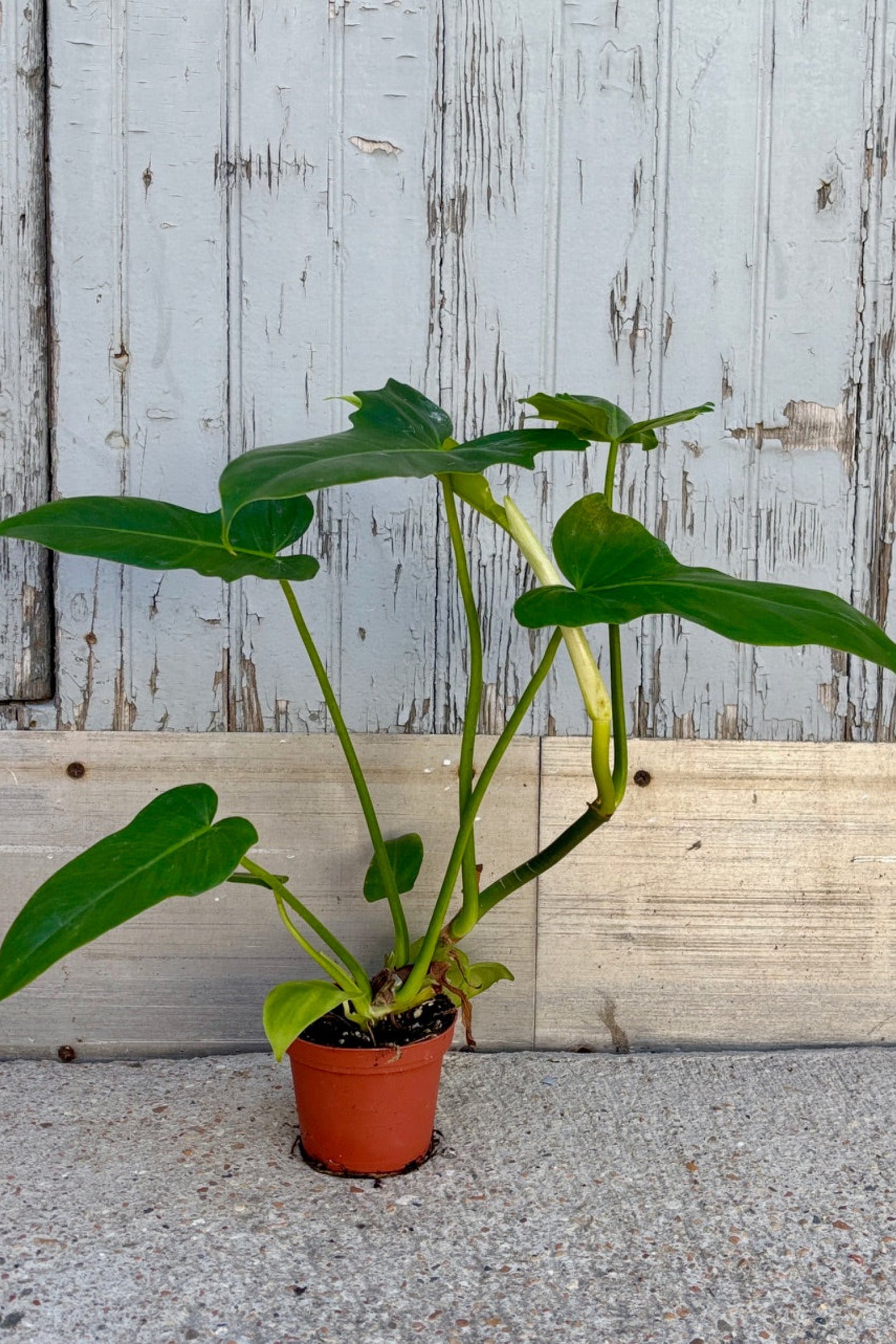 Philodendron 'Golden Dragon' a large-leaved vining philodendron with golden lobe-shaped leaves against a grey wall ©Sprout Home