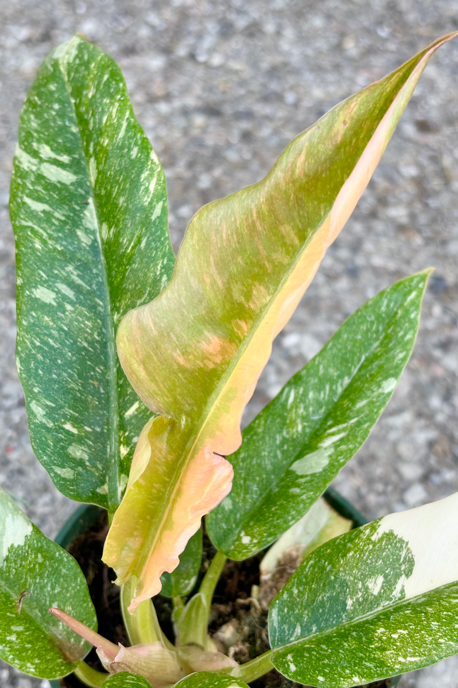 Photo of marbled green and cream lance shaped leaves of Philodendron 'Ring of Fire' against grey background at Sprout Home ©Sprout Home