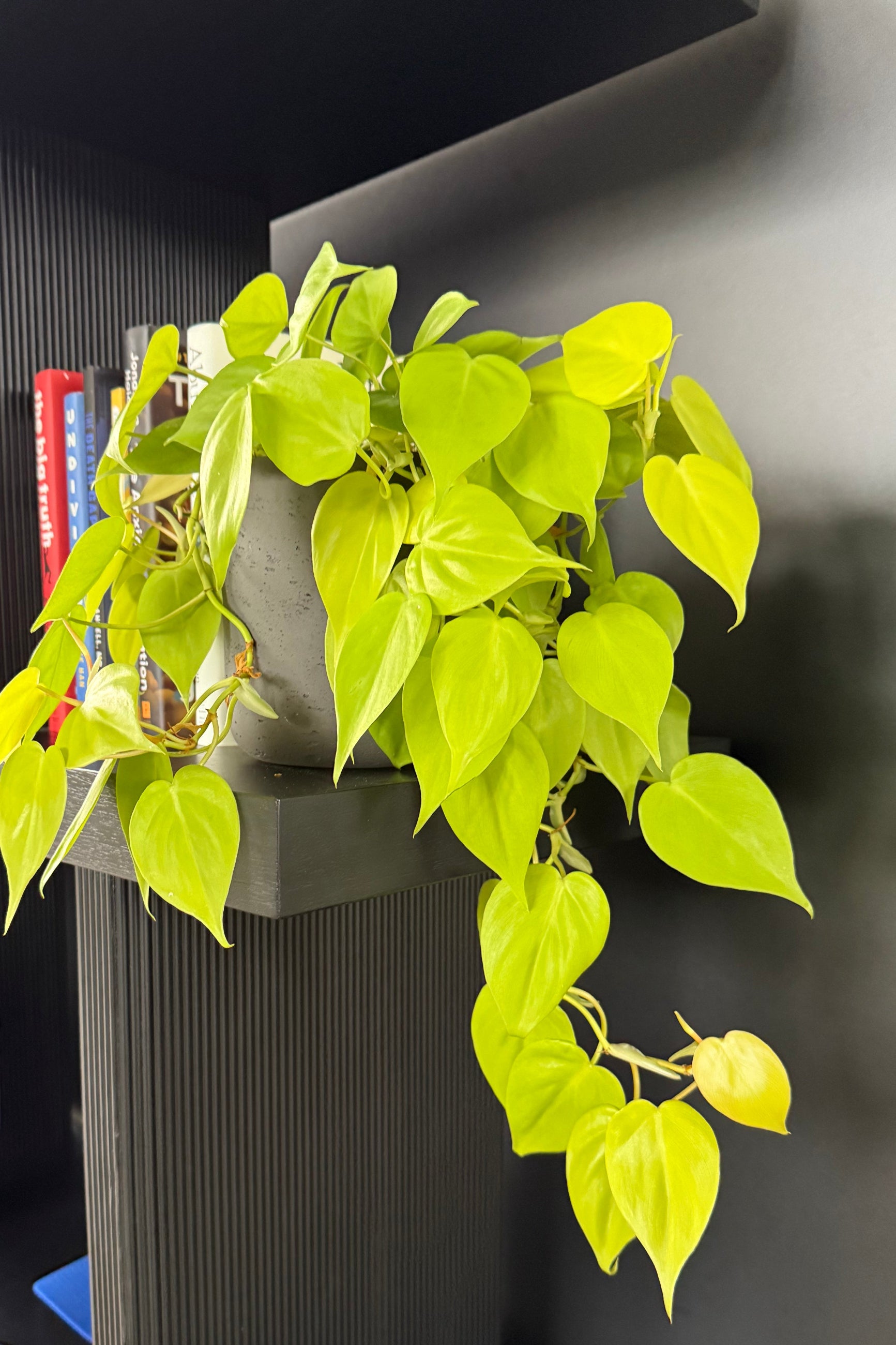 A bright green vine on a dark wooden bookshelf ©Sprout Home