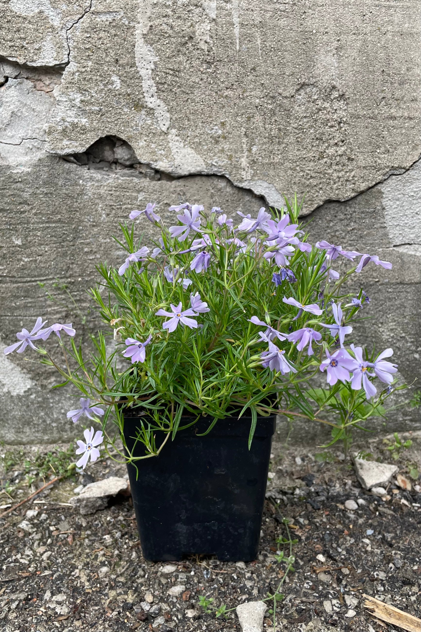 Phlox 'Emerald Blue' in a 1qt container middle of May is full bloom with its purple blue dainty flowers in top of green foliage ©Sprout Home