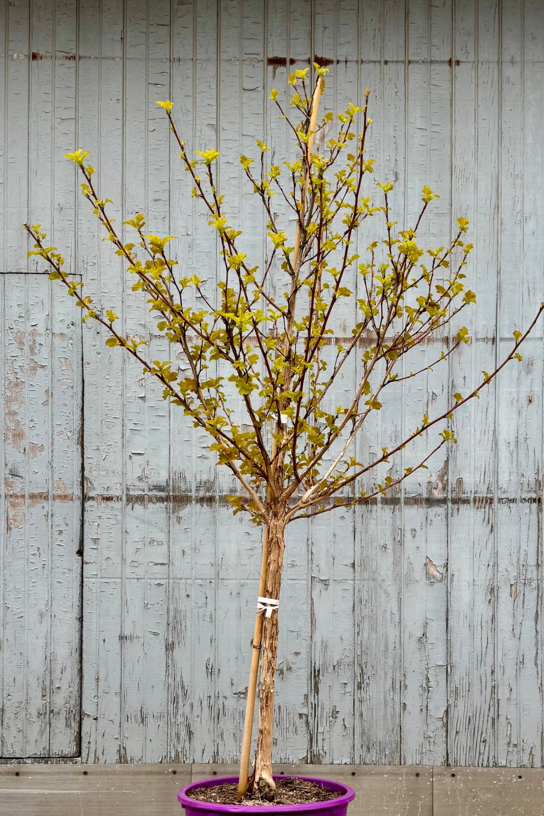 Photo of a tree with branches with exfoliating bark and bright golden green leaves emerging. Shown in front of a gray wall. Physocarpus shrub ©Sprout Home