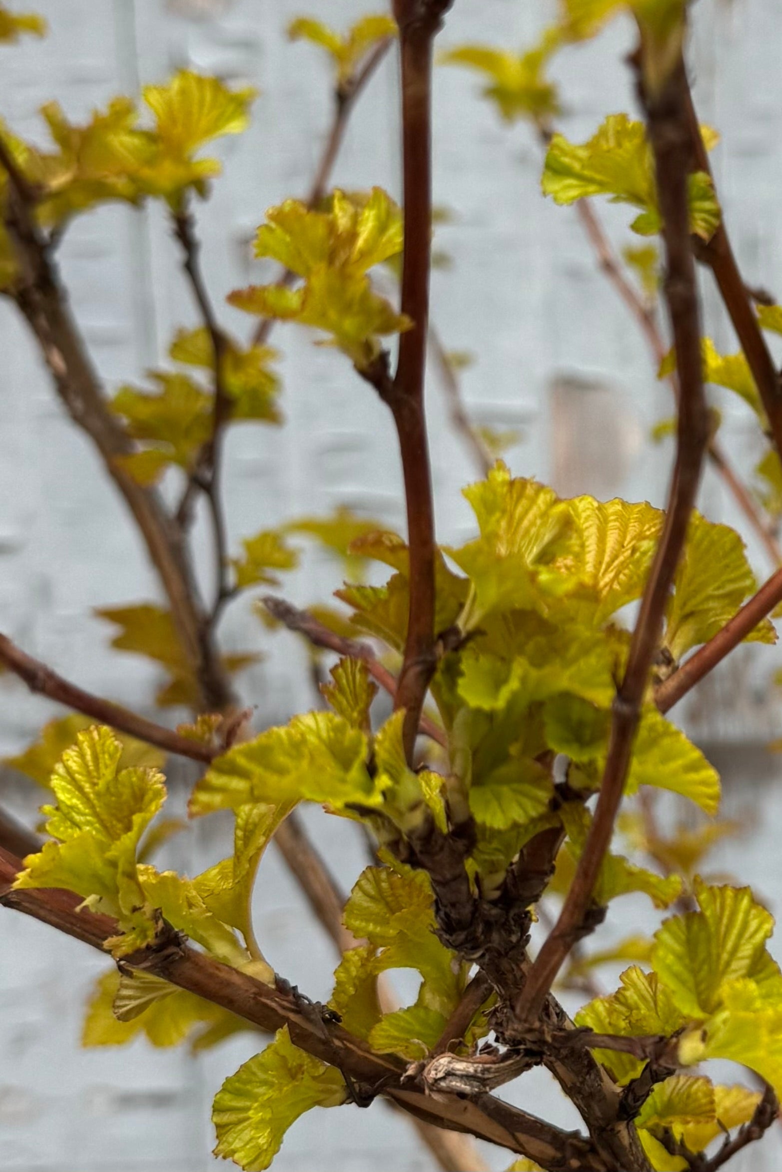 Close photo of branches with exfoliating bark and bright golden green leaves emerging. Shown in front of a gray wall. Physocarpus shrub ©Sprout Home