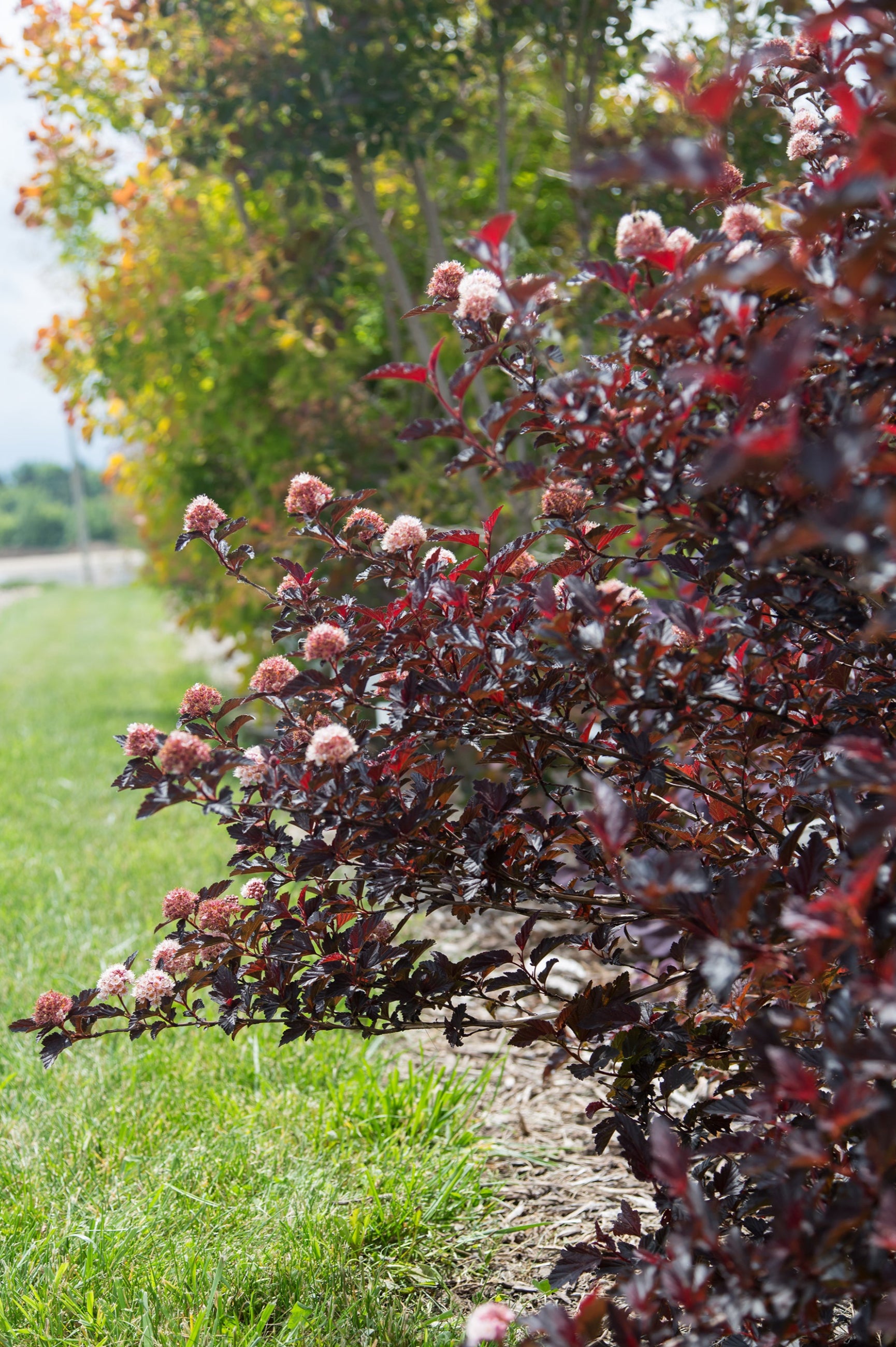 Physocarpus 'Fireside' red and burgundy leaves and white/pink pom pom flowers up close ©Bailey Nurseries