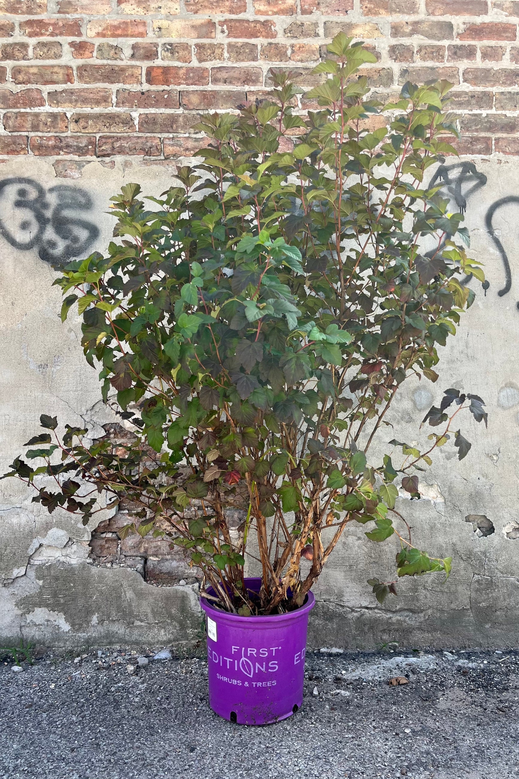 Physocarpus 'Amber Jubilee' in a #5 growers pot, in August showing the range of colorations at Sprout Home. ©Sprout Home