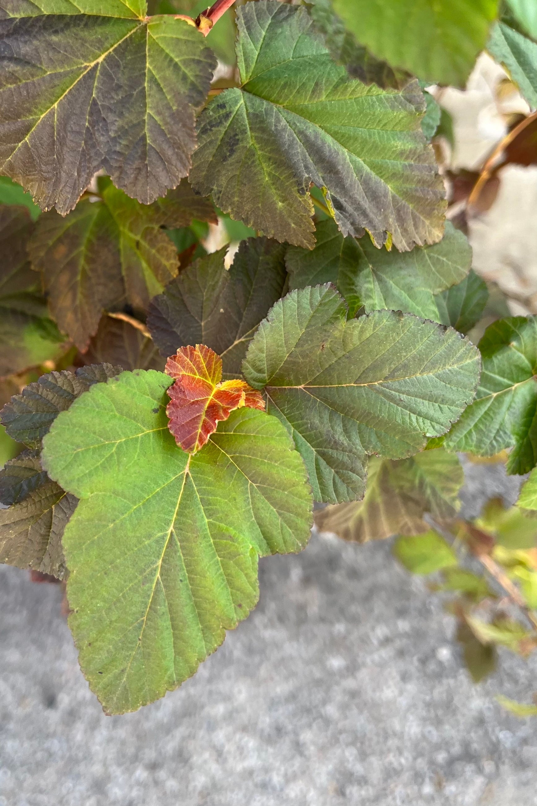 Detail picture of the multicolored leaves of the Physocarpus 'Amber Jubilee' in August ©Sprout Home