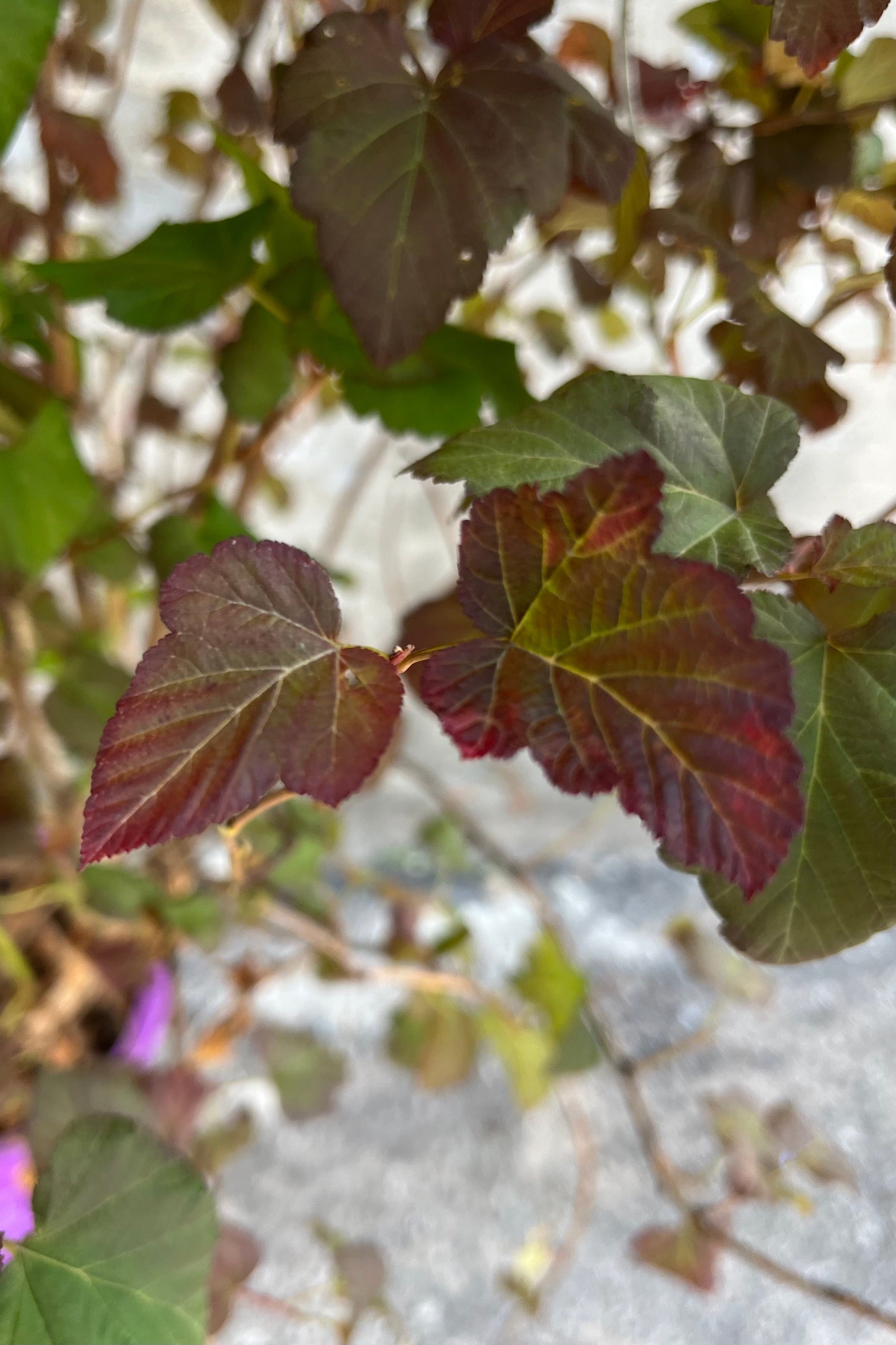 Detail picture of the multicolored leaves of the Physocarpus 'Amber Jubilee' in August ©Sprout Home