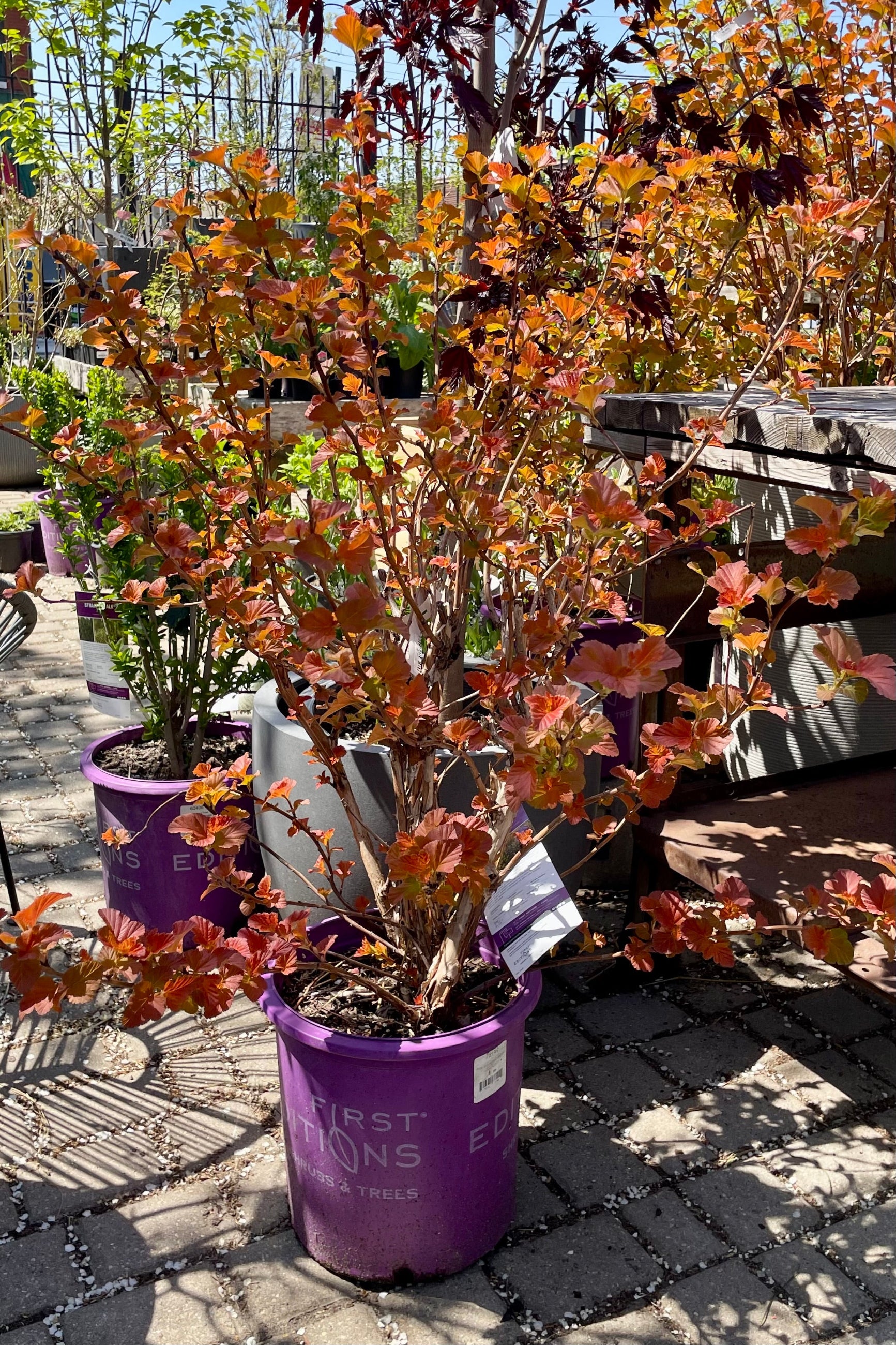 Physocarpus 'Amber Jubilee' the very beginning of May showing off brilliant auburn colorations at Sprout Home. ©Sprout Home