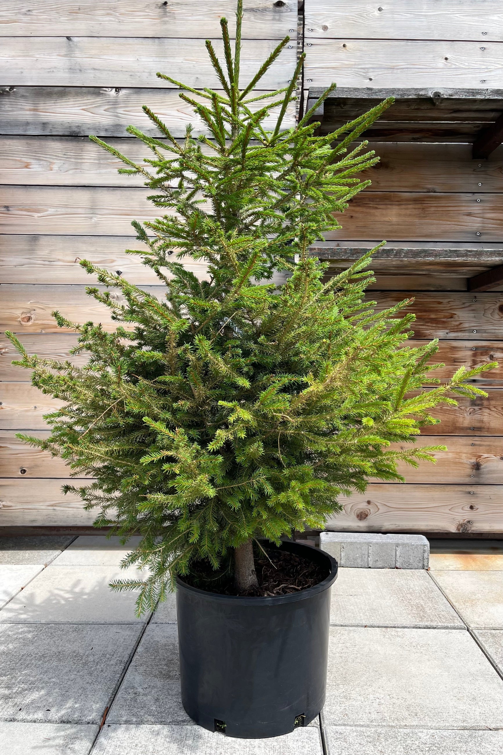Picea Abies in a #7 growers pot towards the end of July at Sprout Home. ©Sprout Home