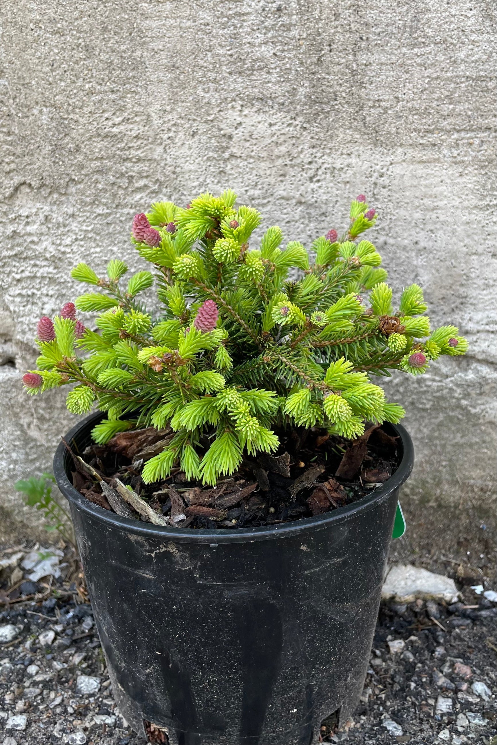 Picea abies 'Pusch' the beginning of May showing the purple cones on fresh green foliage against a concrete wall. ©Sprout Home