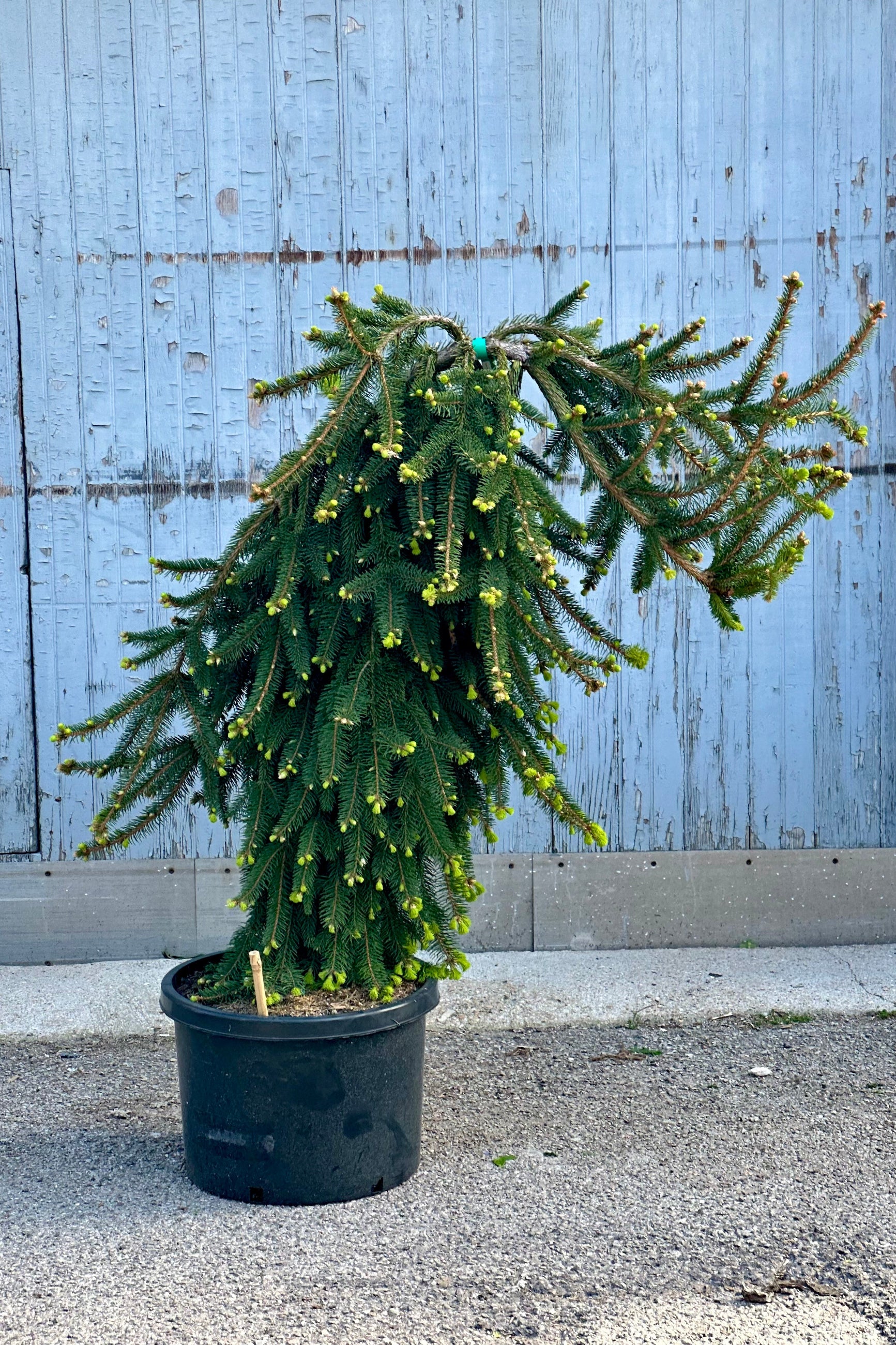 Weeping Picea 'Pendula' in a #10 growers pot at the end of April against a wood wall. ©Sprout Home
