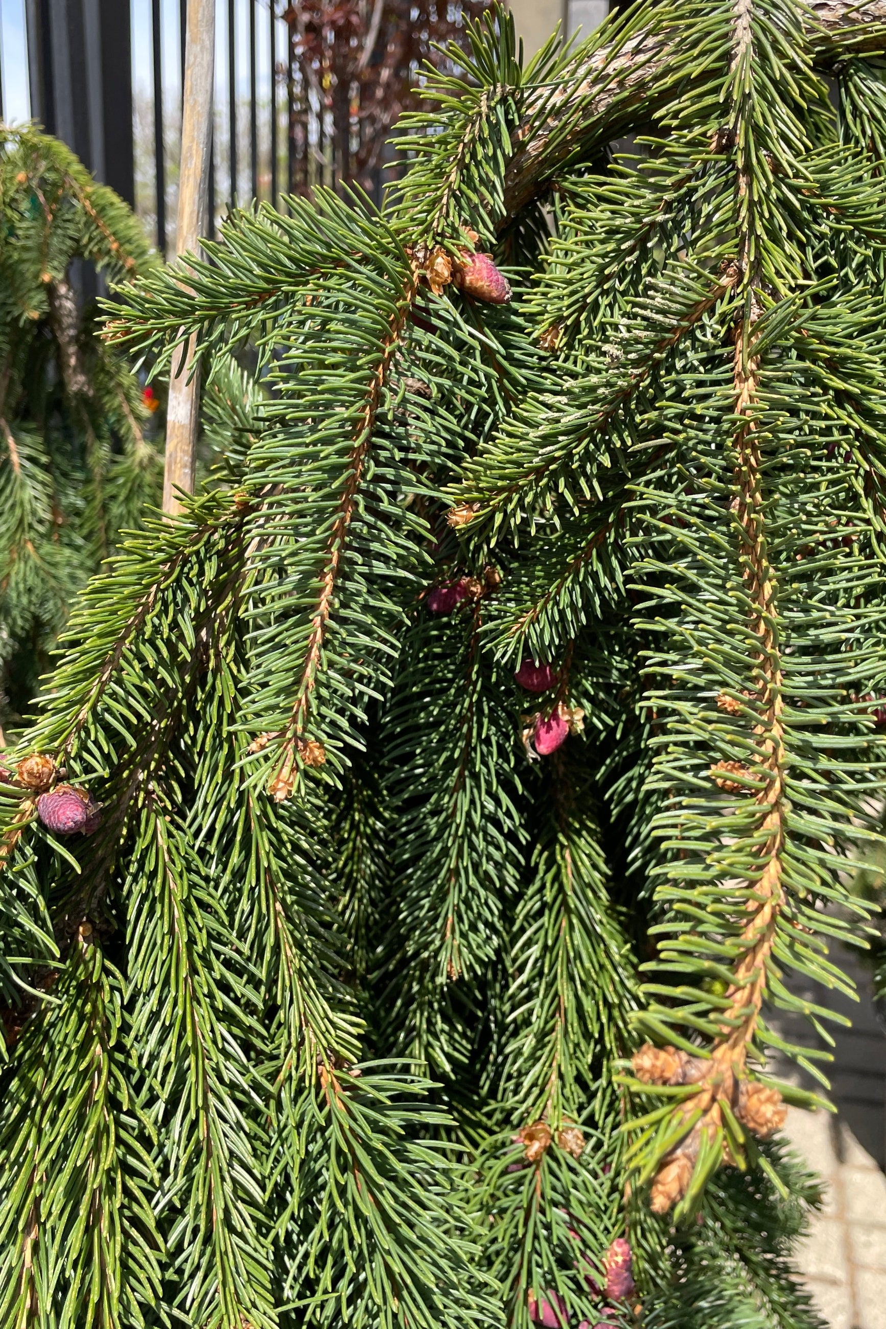 Picea 'Pendula' limbs, needles and purple cones the end of April. ©Sprout Home