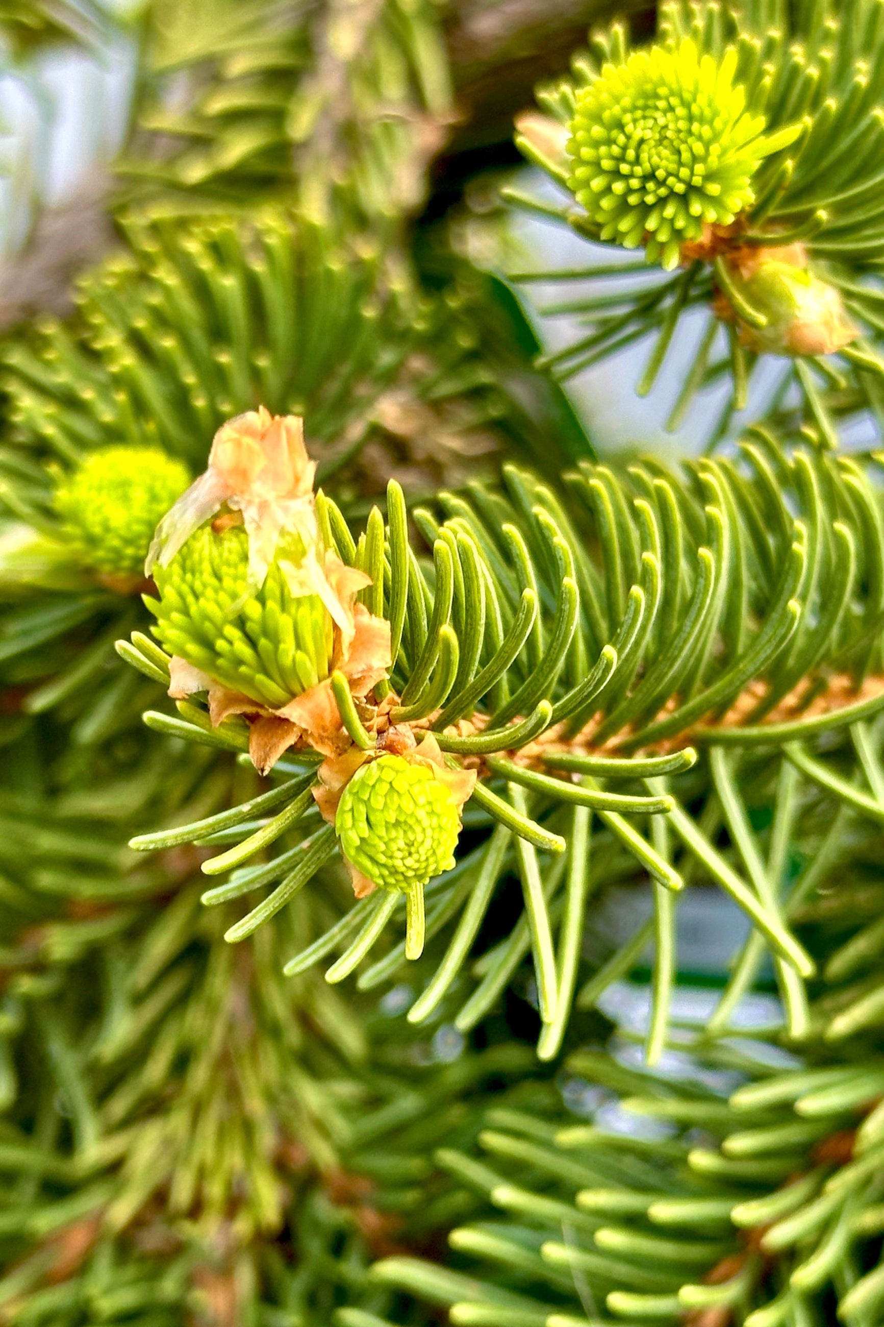 Detail of the new fresh candles on the Picea 'Pendula' the end of April at Sprout Home ©Sprout Home