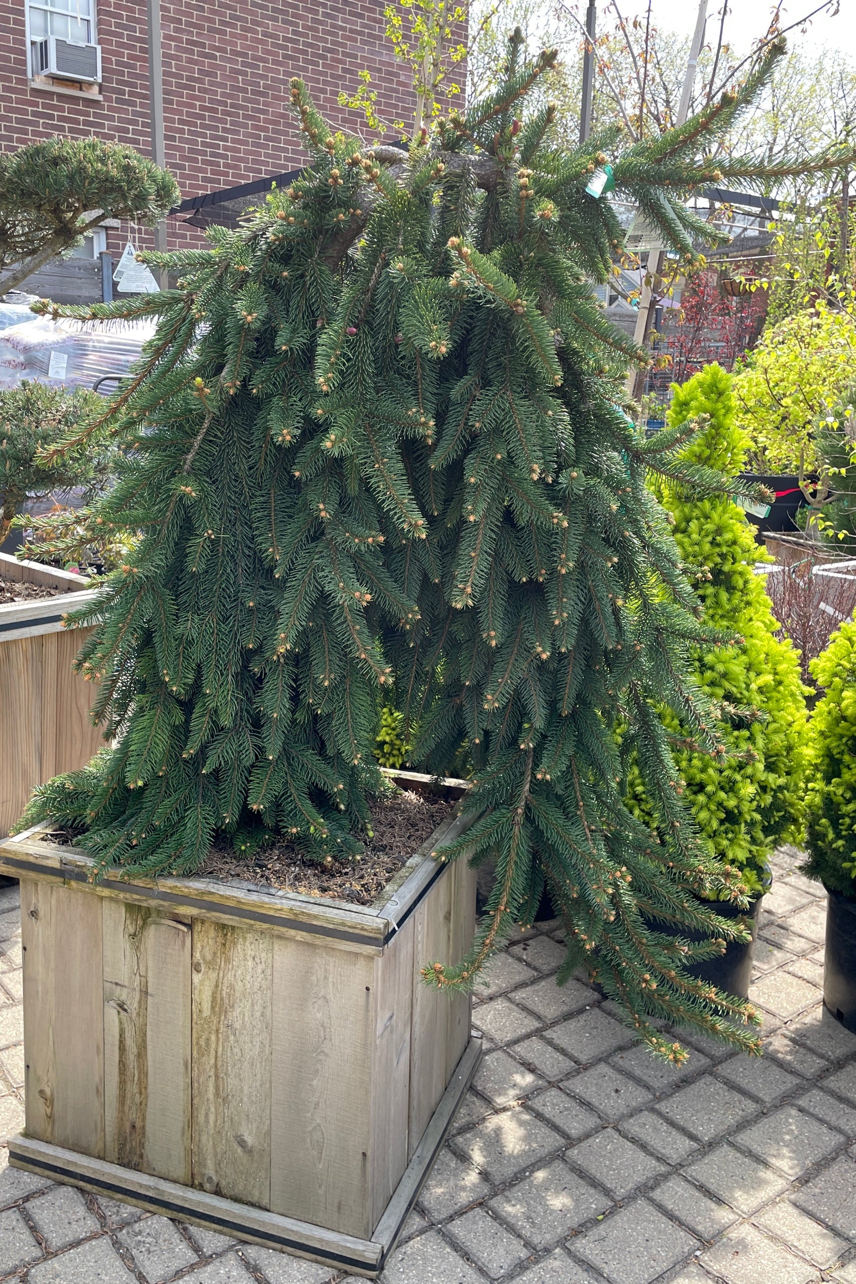 Picea abies 'Pendula' in a #20 cedar box the middle of April showing the weeping arm. ©Sprout Home
