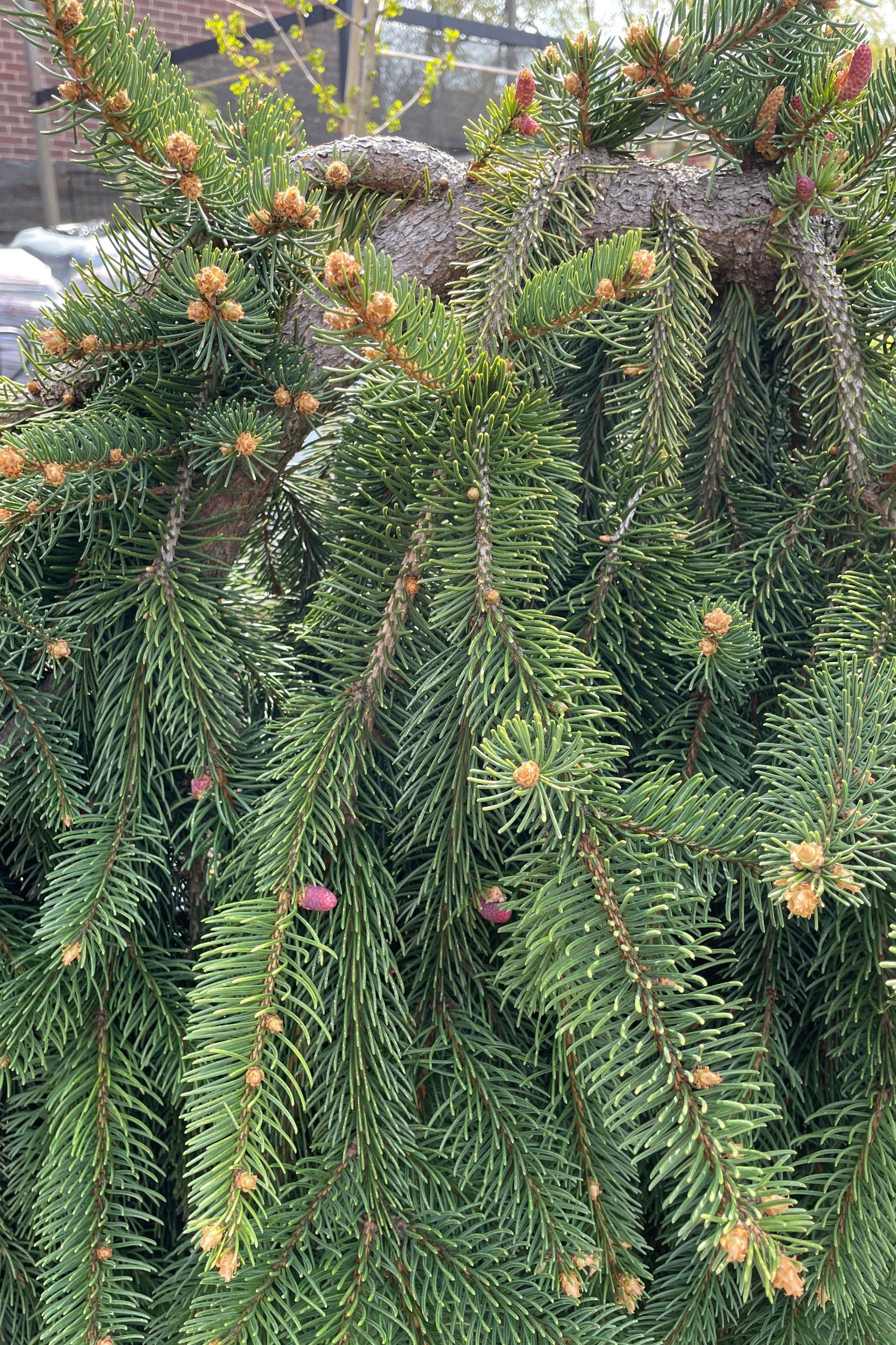 A detail image of the evergreen needles and branches on the Picea abies 'Pendula' the middle of April. ©Sprout Home