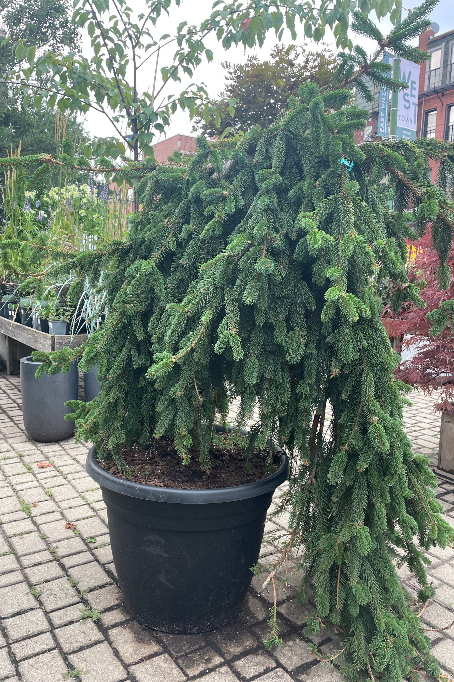 Picea abies 'Pendula' weeping in a #20 black pot during early August in the Sprout Home yard. ©Sprout Home