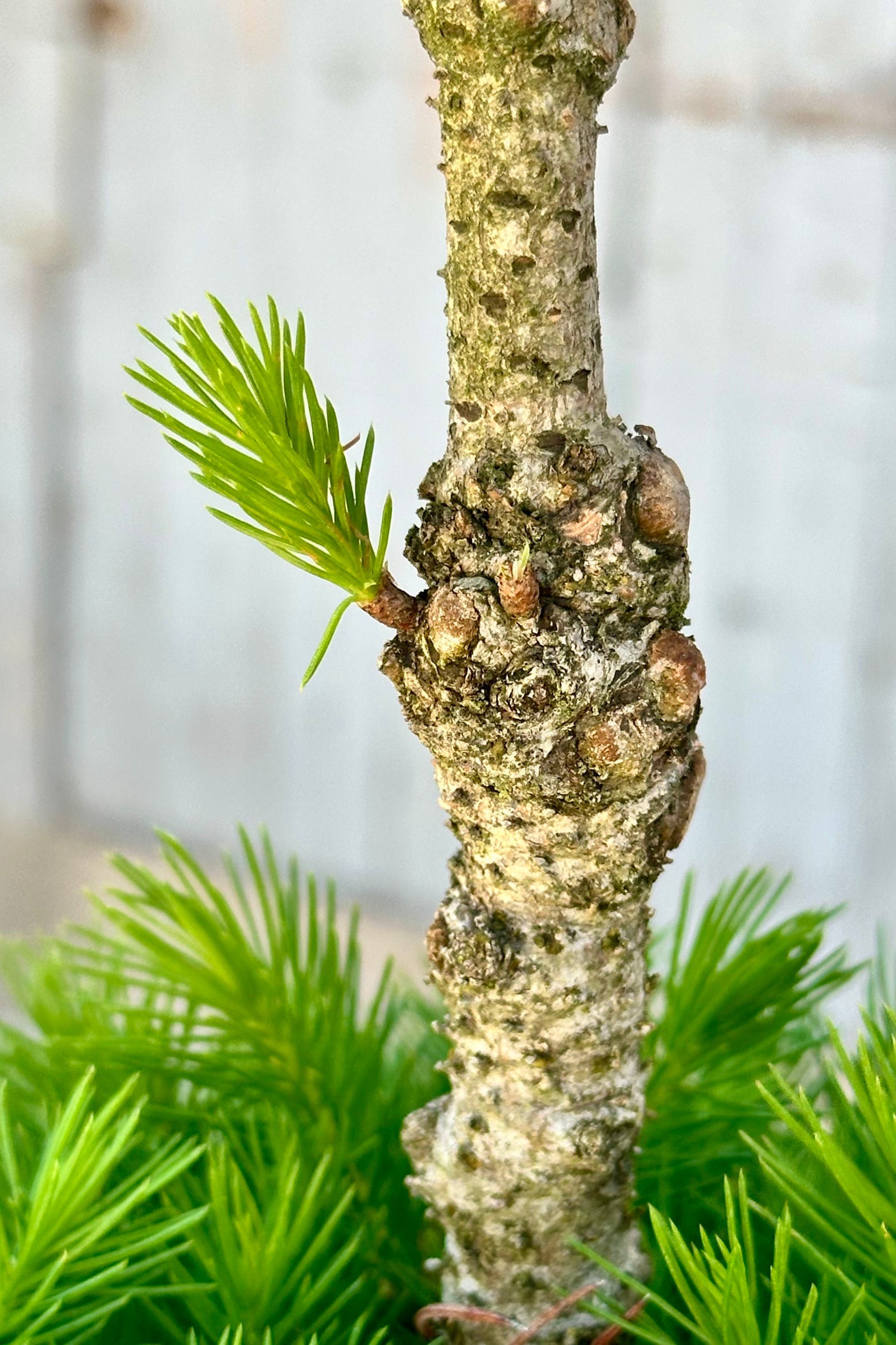 A knot in the limb of the PIcea 'Conica' Poodle. ©Sprout Home