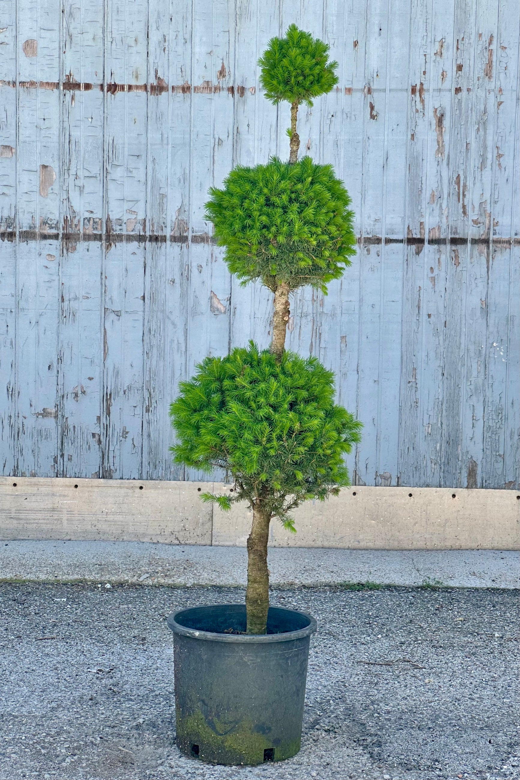 Picea 'Conica' formed in to a three ball poodle form with the smallest ball on top the end of April. ©Sprout Home