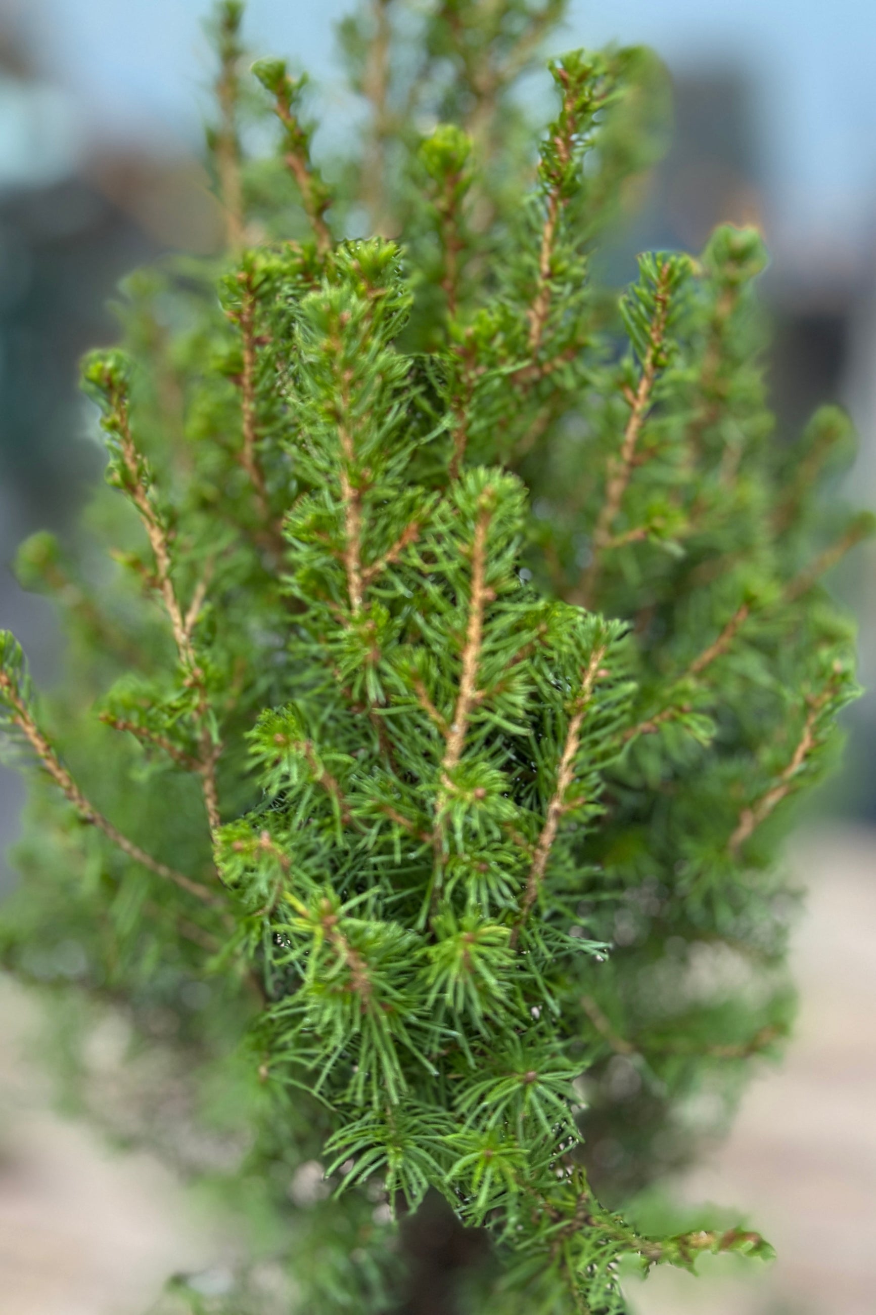 Picea evergreen up close showing the green needles ©Sprout Home